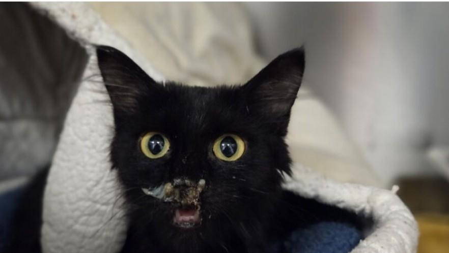 Zooble, Baby Female Domestic Short Hair