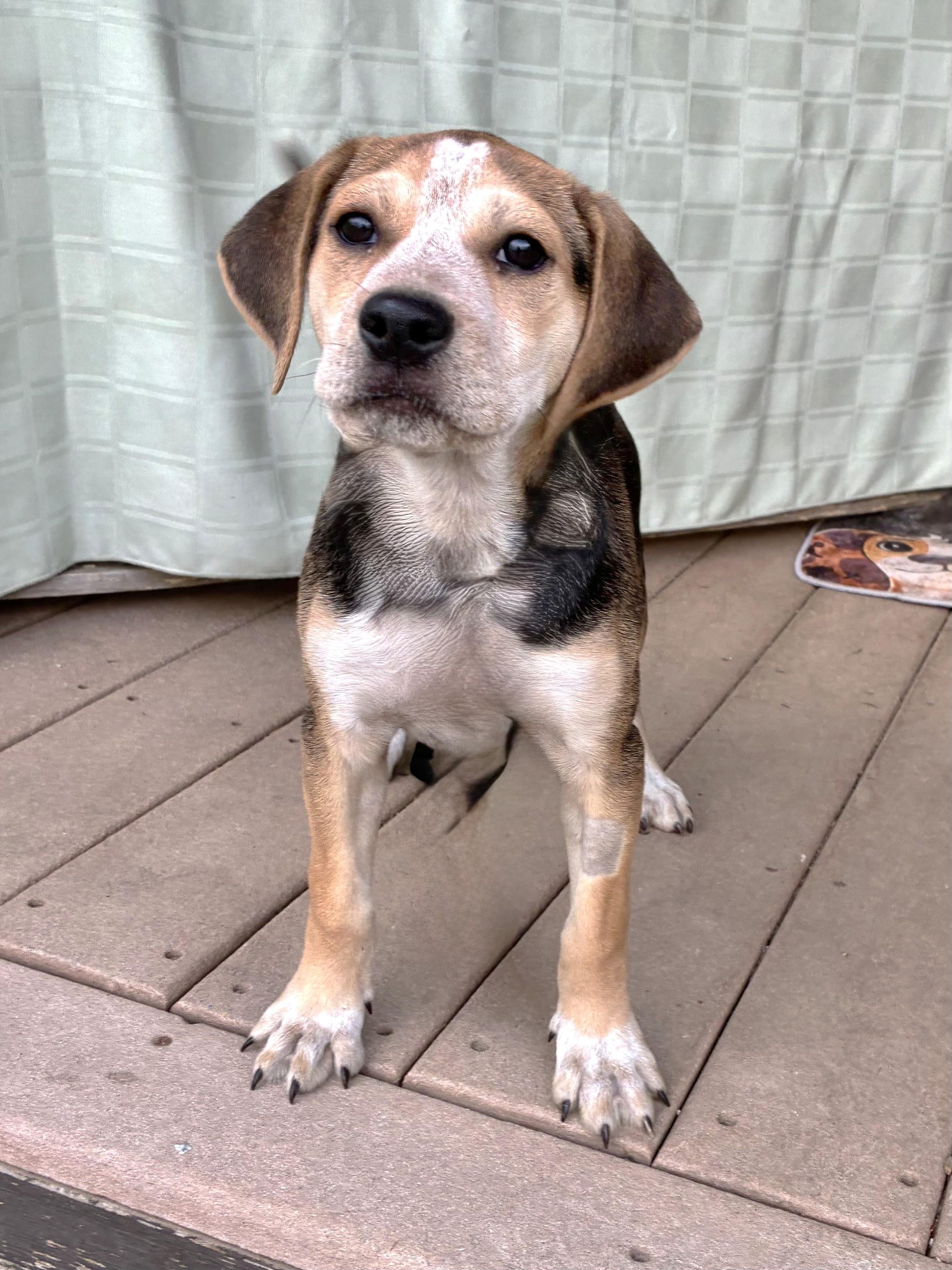 Sofee, Adoptable, Puppy Female Beagle.