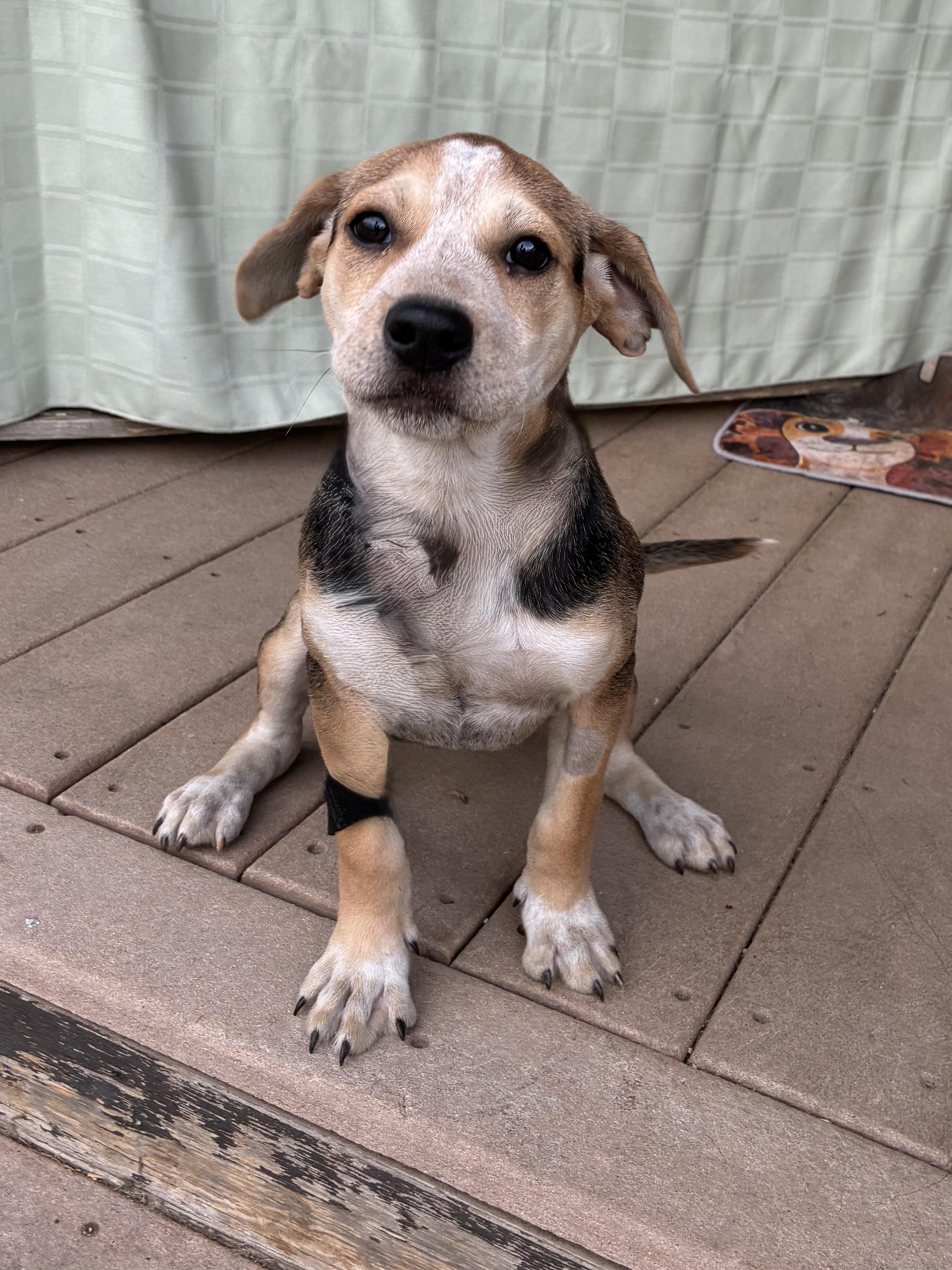 Enlarge Sofee, a Adoptable mixed breed in West Chicago, IL image 3/3