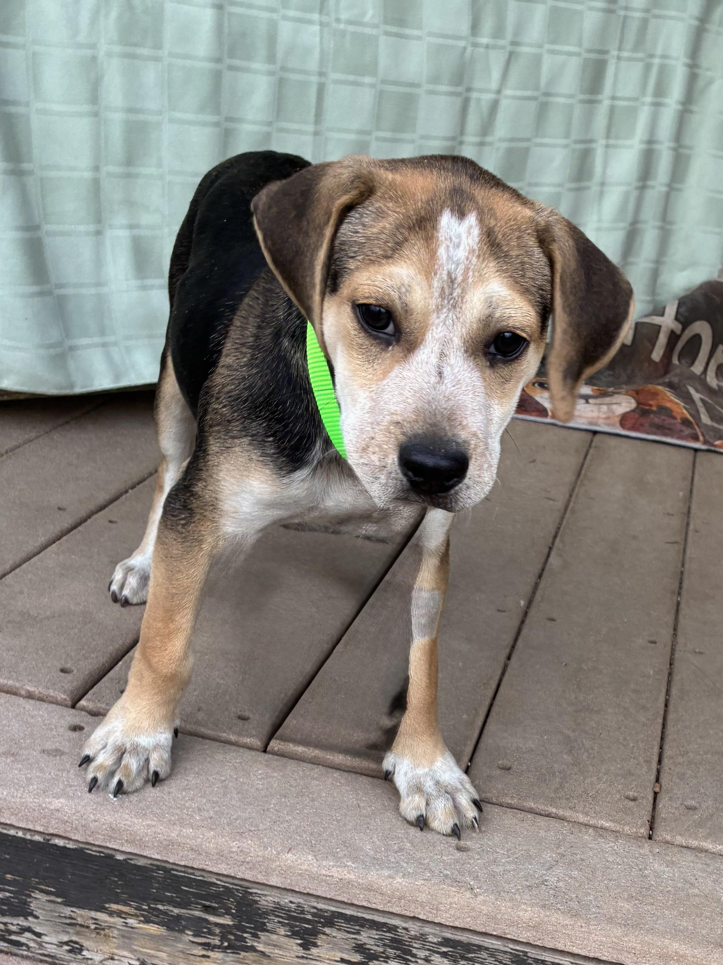 Enlarge Sofee, a Adoptable mixed breed in West Chicago, IL image 2/3