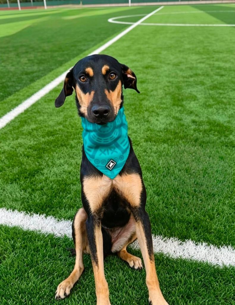 Cejitas, Adoptable, Puppy Female Doberman Pinscher & Labrador Retriever.