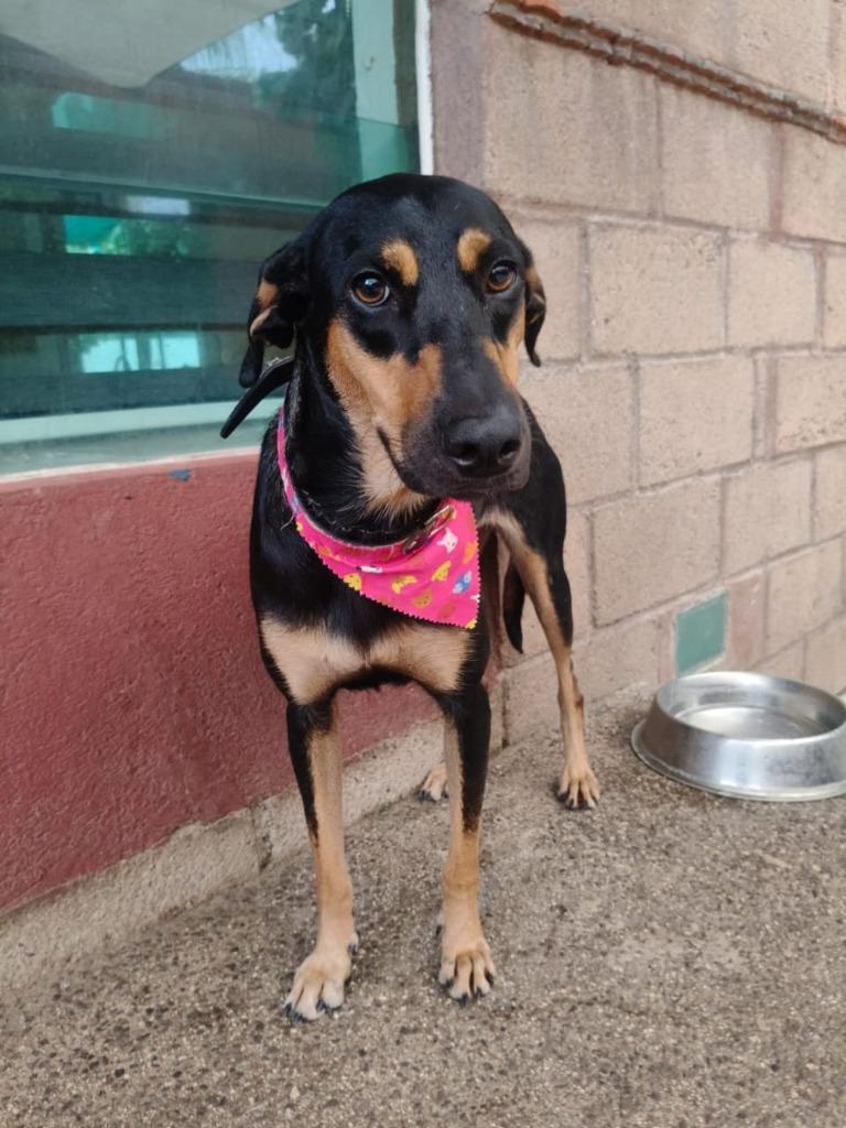Enlarge Cejitas, a Adoptable mixed breed in San Diego, CA image 2/2