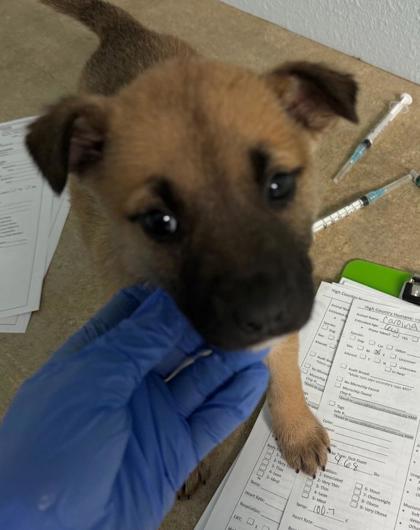 Enlarge Carolina, a ADOPTABLE mixed breed in Flagstaff, AZ image 1/1