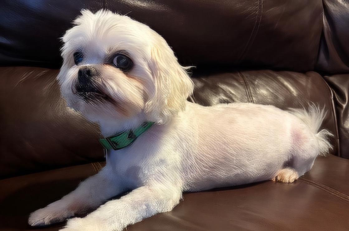 Grady, adopted, Adult Male Shih Tzu.