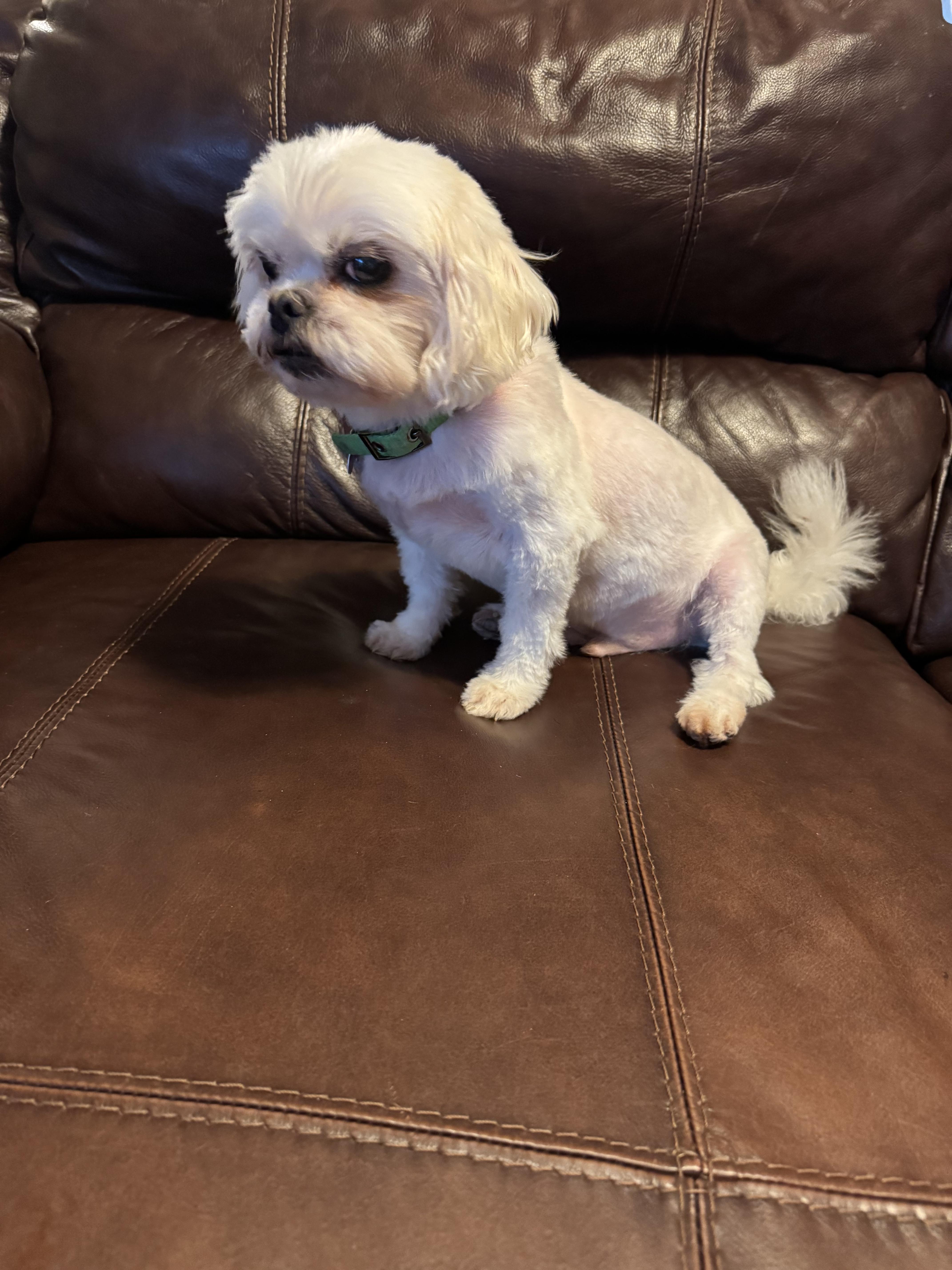 Enlarge Grady, an adopted Shih Tzu in Furlong, PA image 2/3