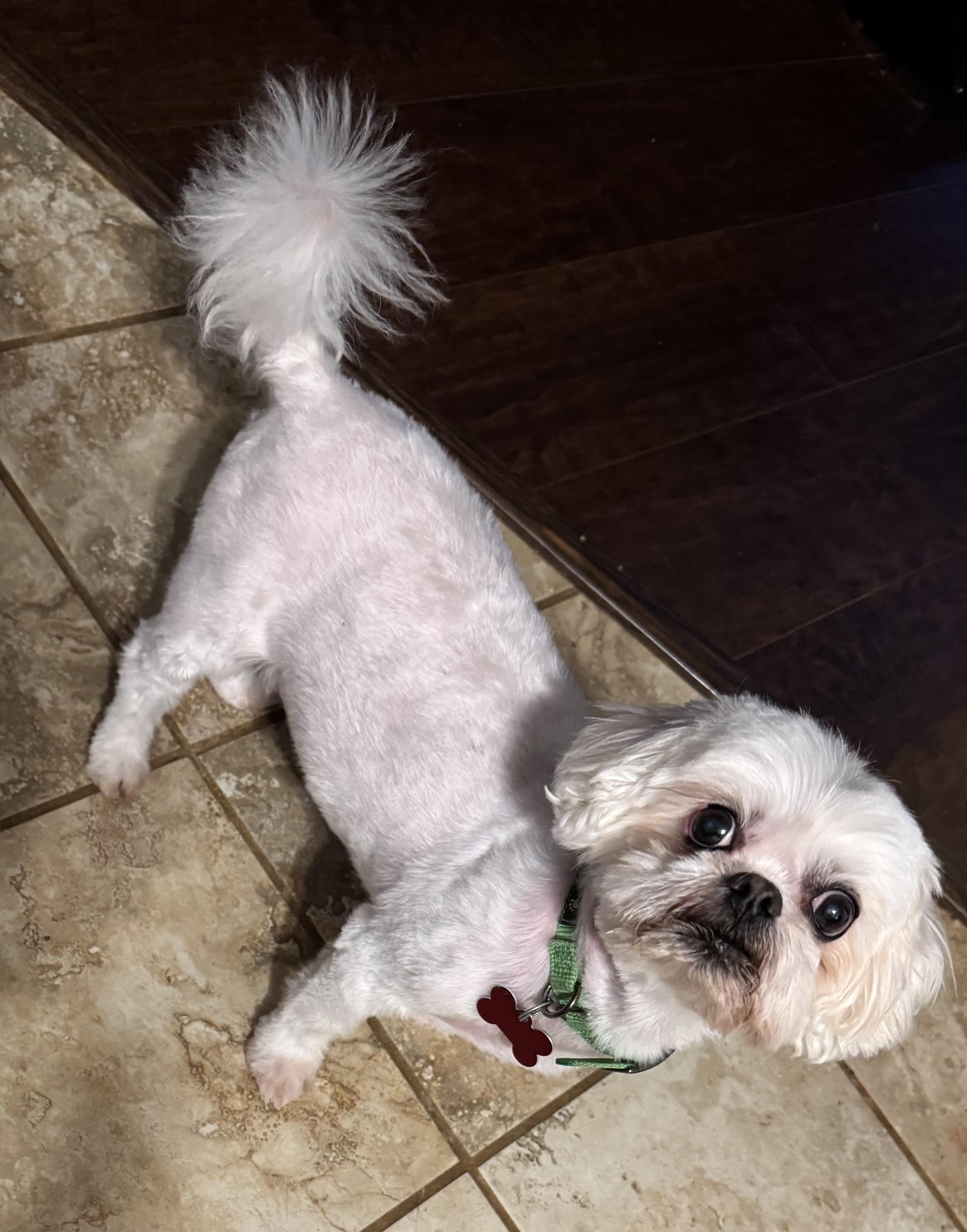 Enlarge Grady, an adopted Shih Tzu in Furlong, PA image 3/3