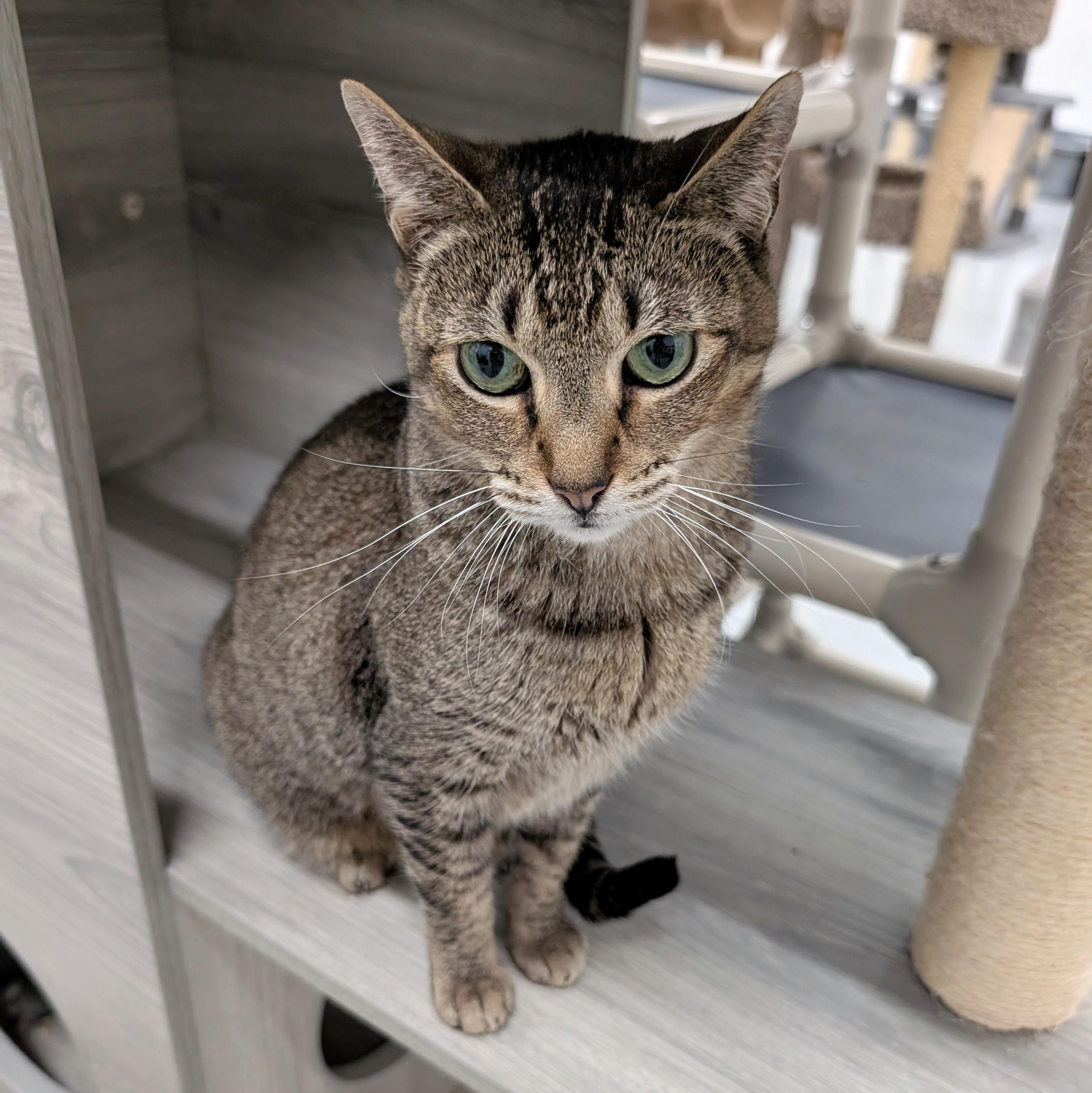 Saffron, Adult Female Domestic Short Hair