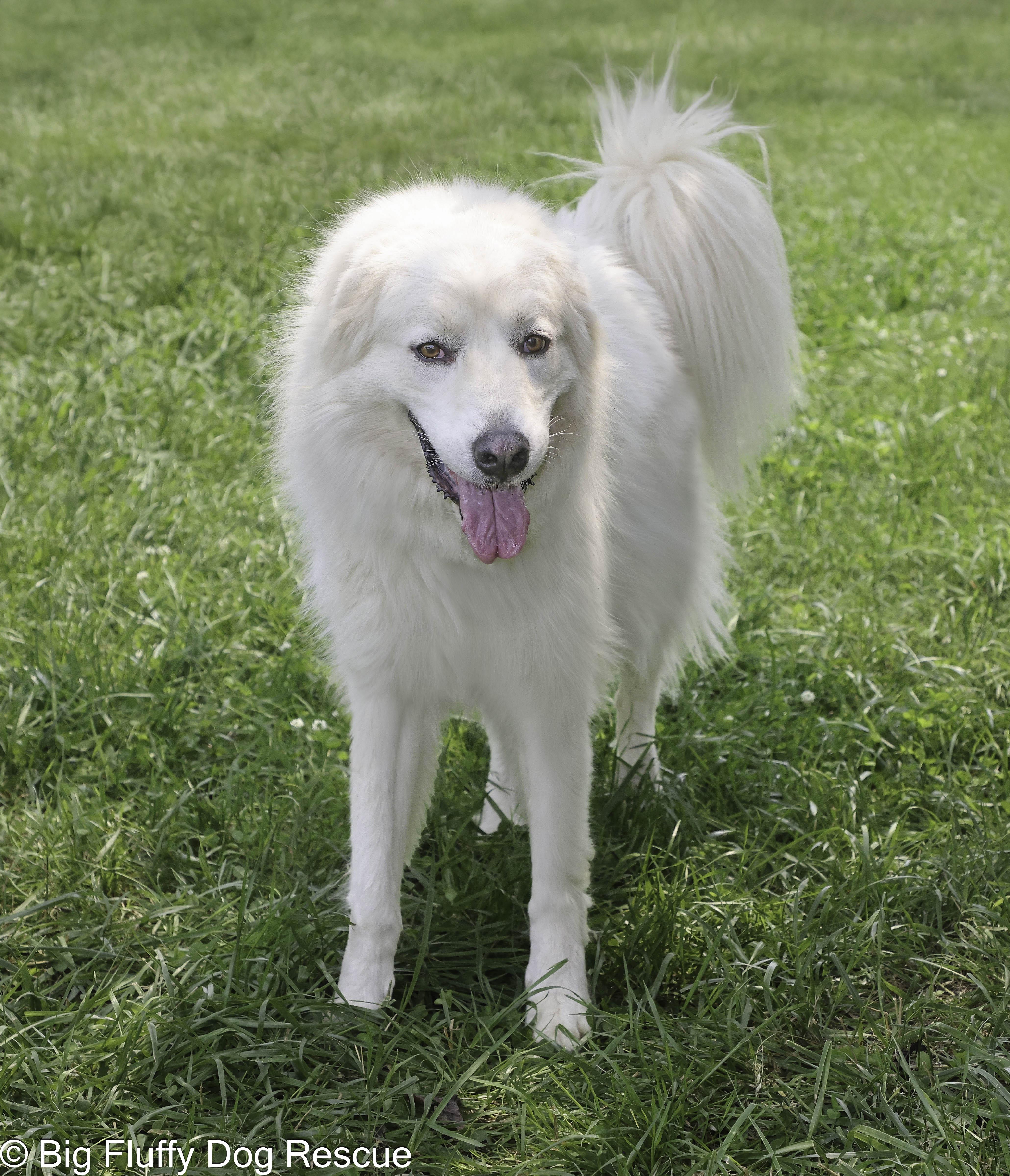 Enlarge Hilly, an adoptable mixed breed in Nashville, TN image 5/5