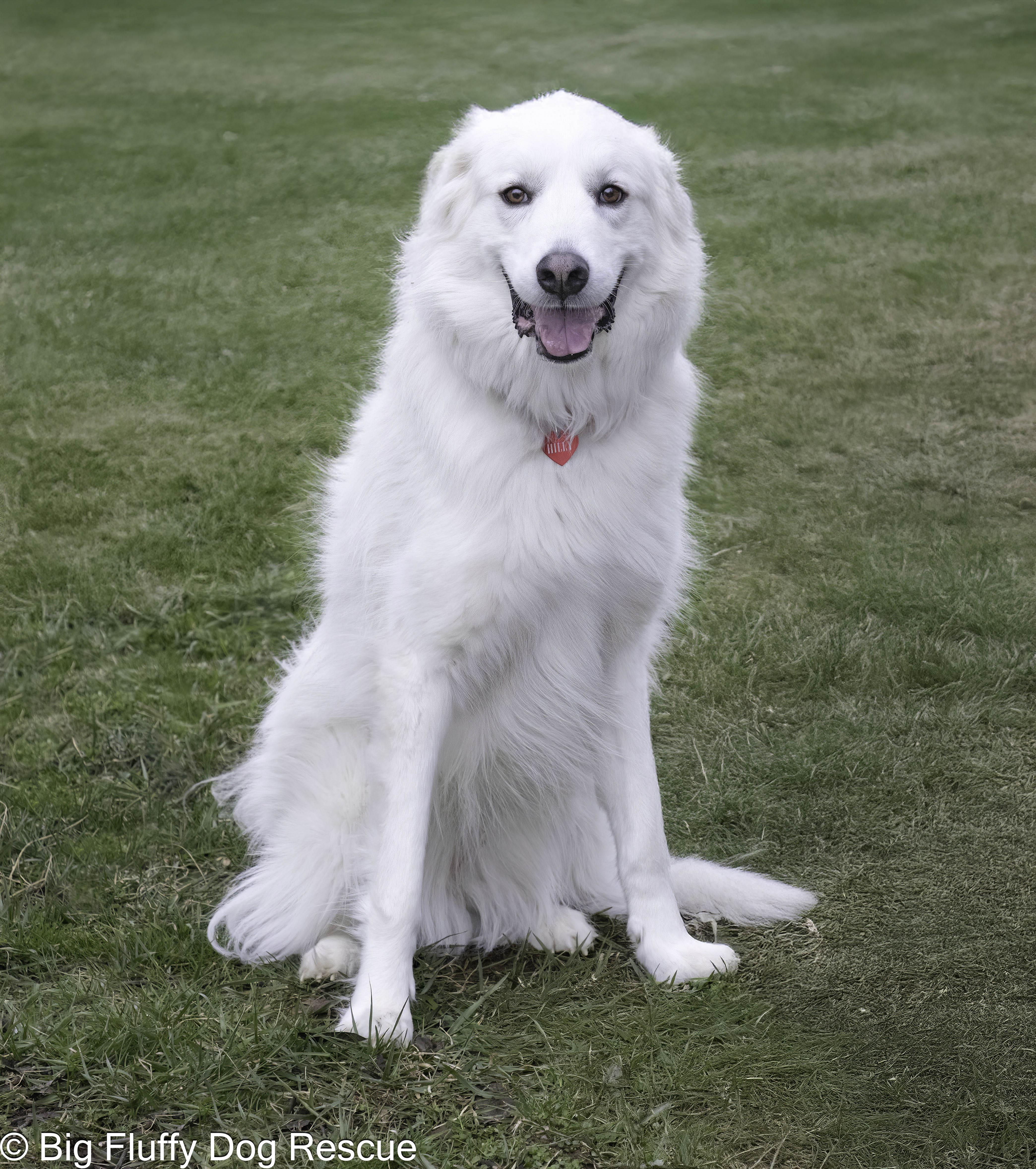 Enlarge Hilly, an adoptable mixed breed in Nashville, TN image 3/5