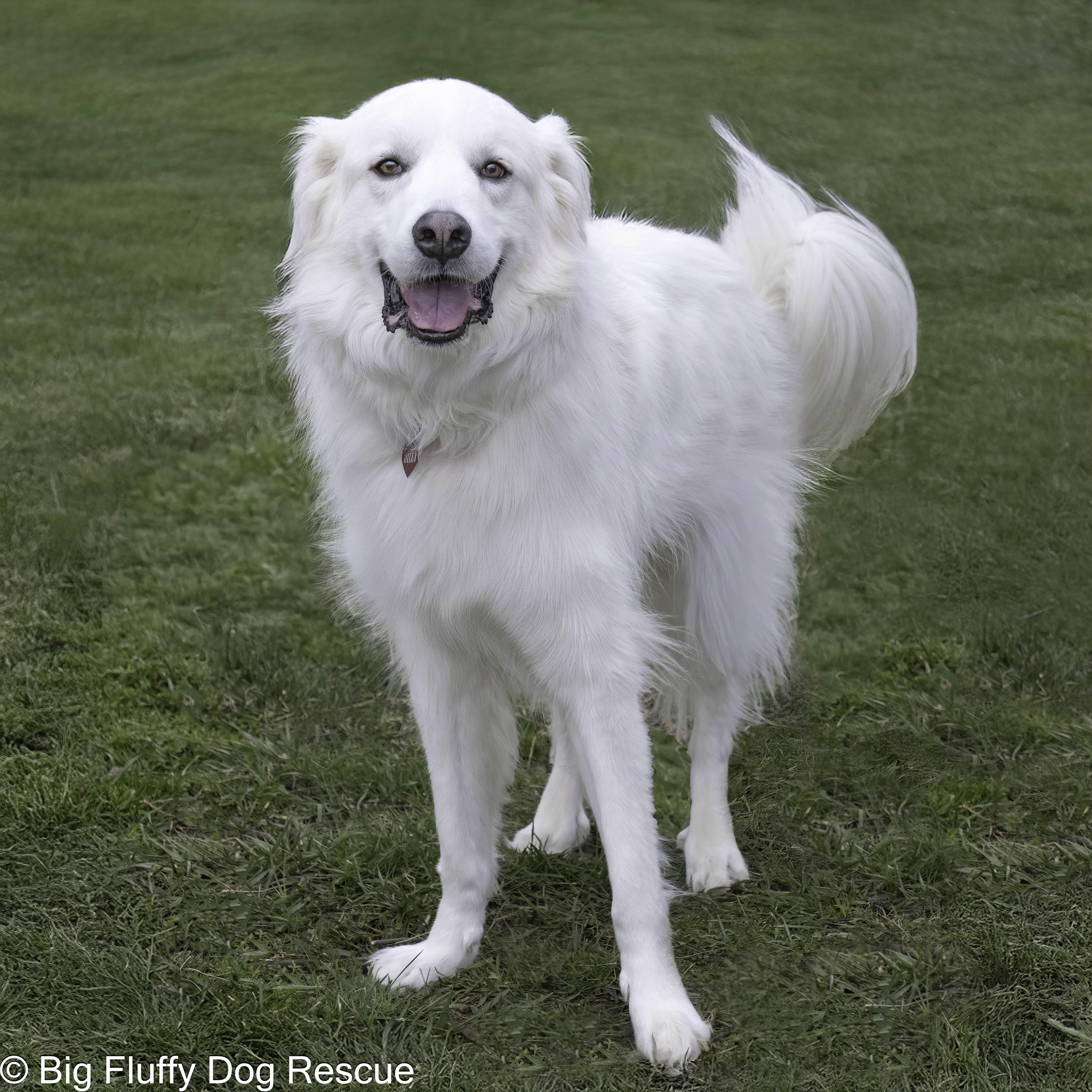 Enlarge Hilly, an adoptable mixed breed in Nashville, TN image 4/5