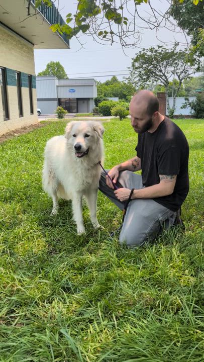 Enlarge Hilly, an adoptable mixed breed in Nashville, TN video 2/5