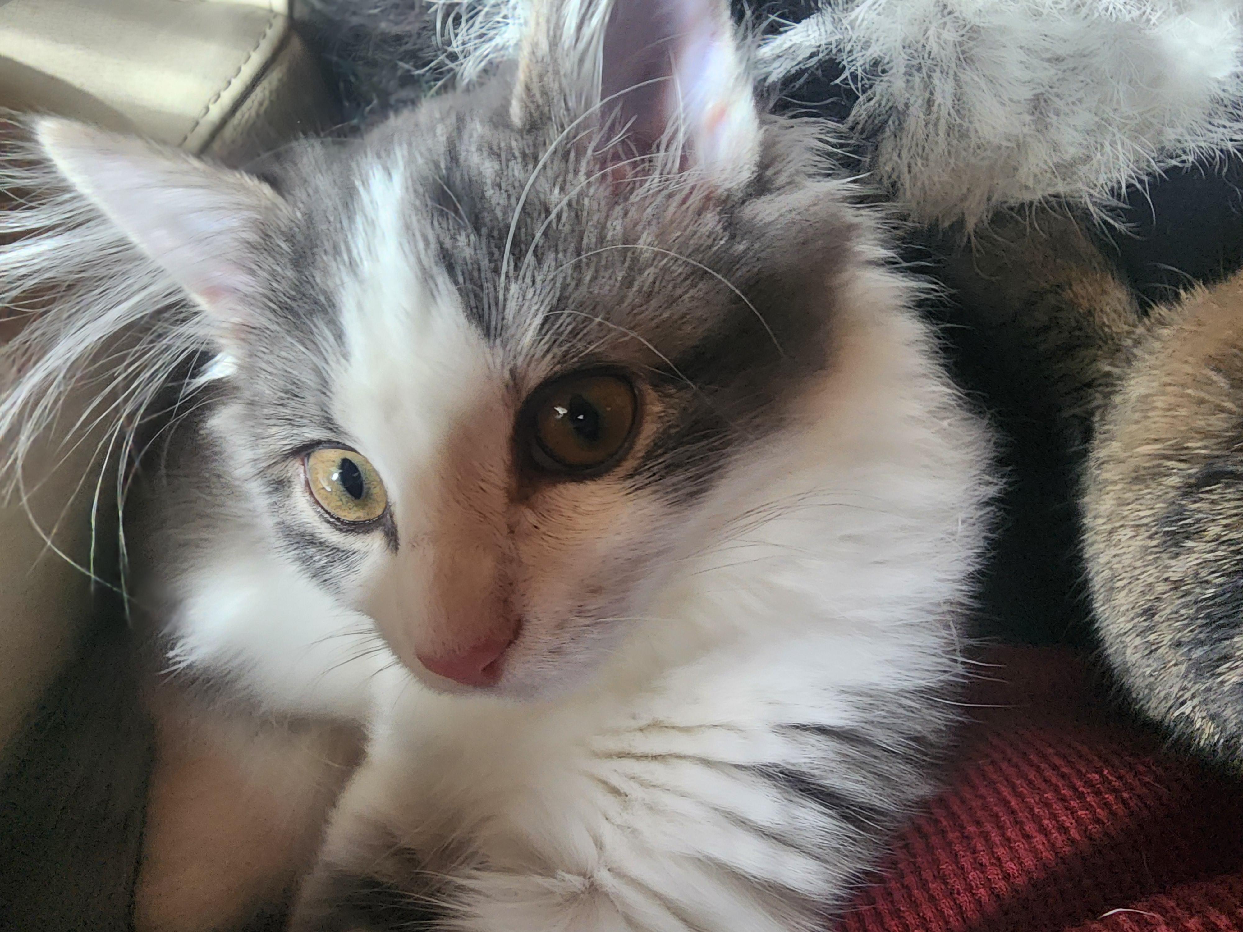 Phoebe, Adopted, Young Female Domestic Long Hair.