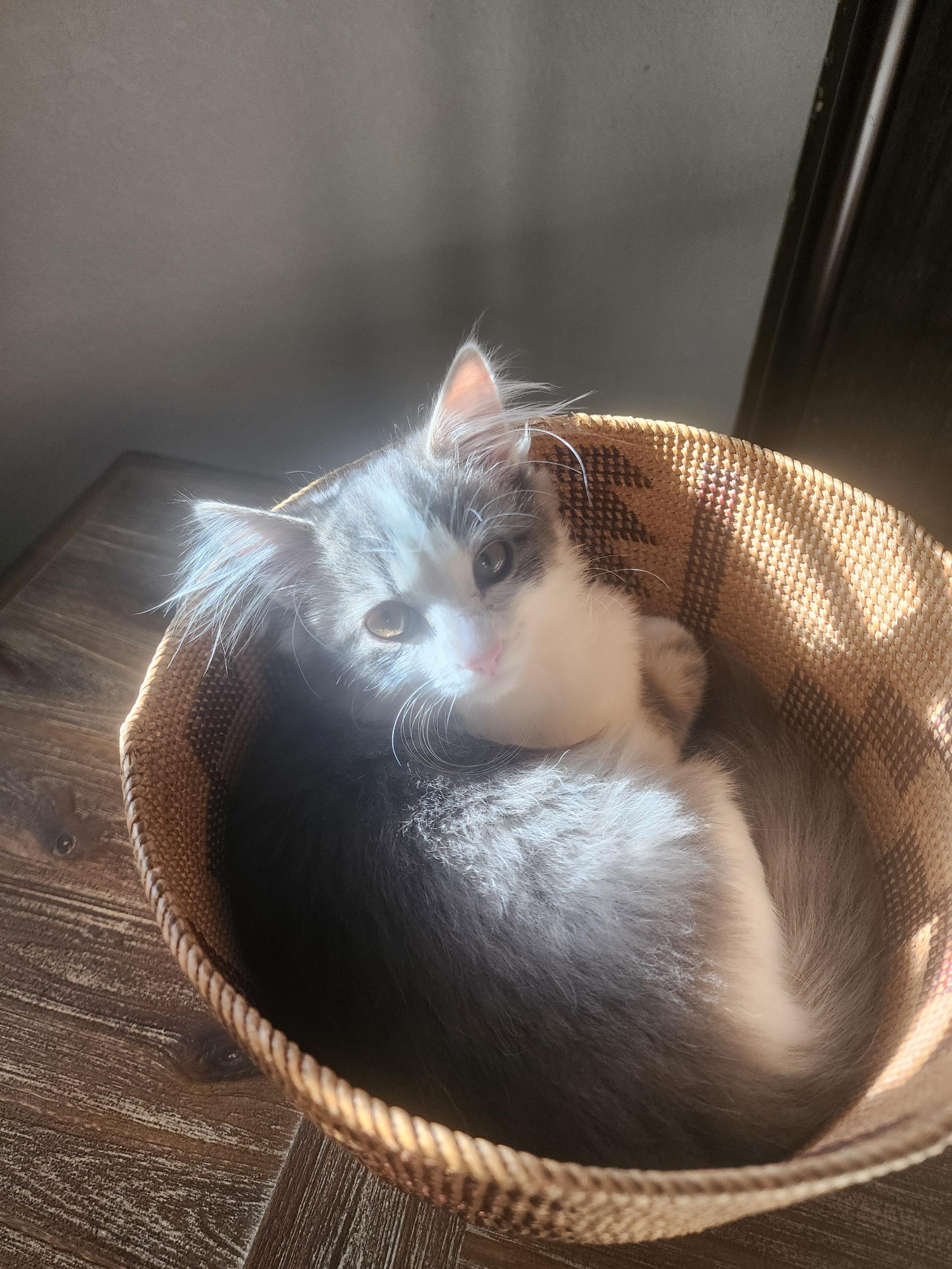 Phoebe, a Adopted mixed breed in Carson City, NV image 2/2