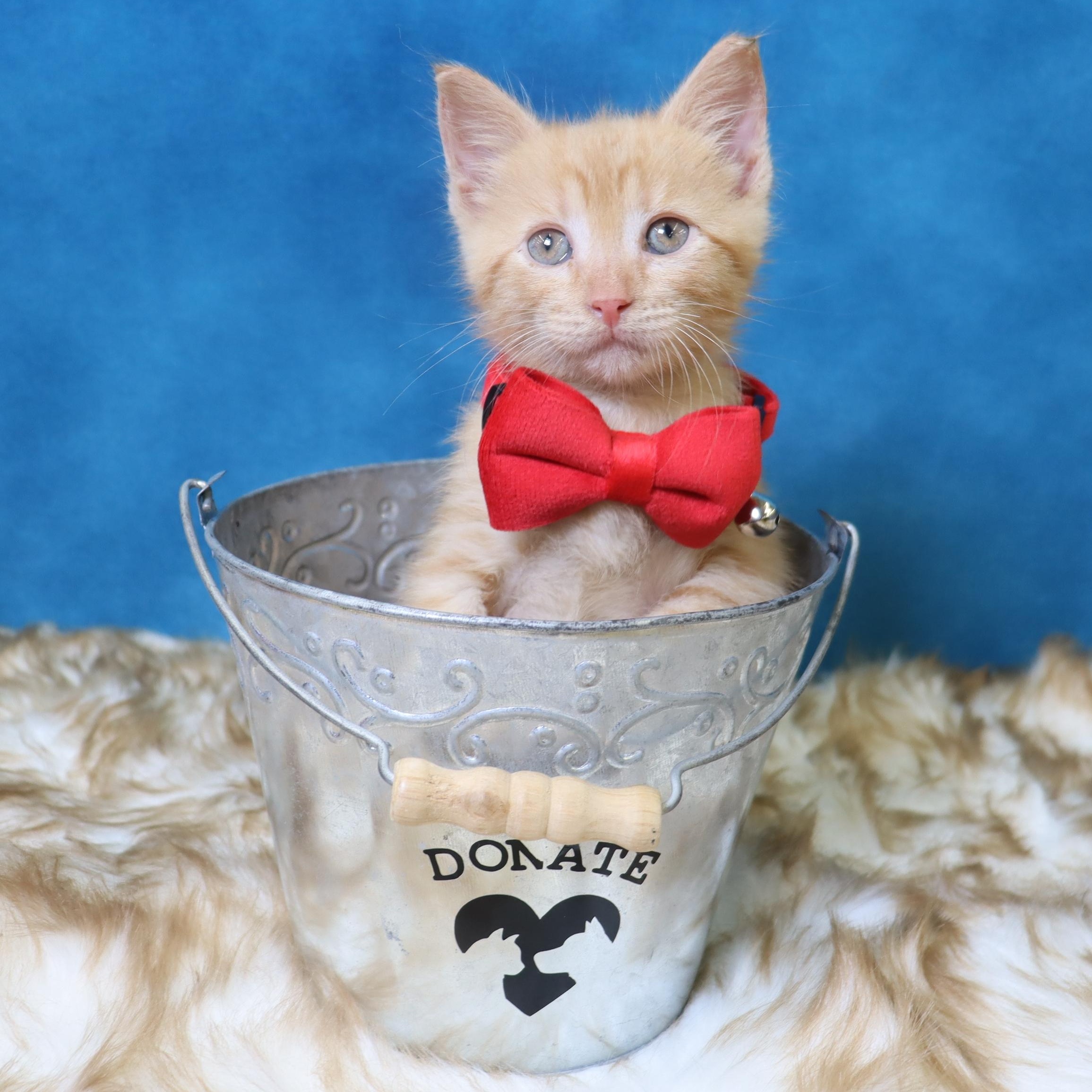 Sunny - Charming Cuddlebug