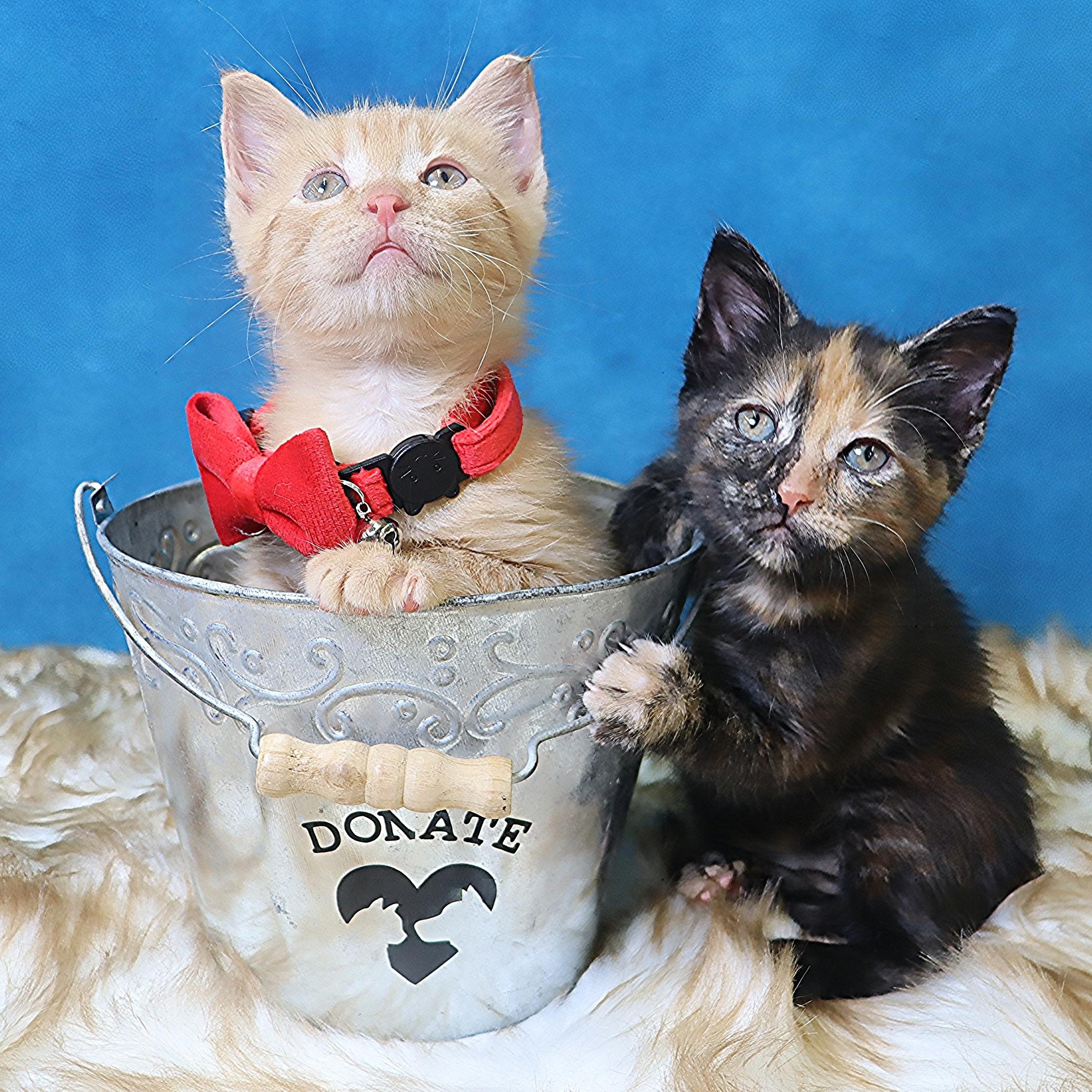 Sunny - Charming Cuddlebug 4