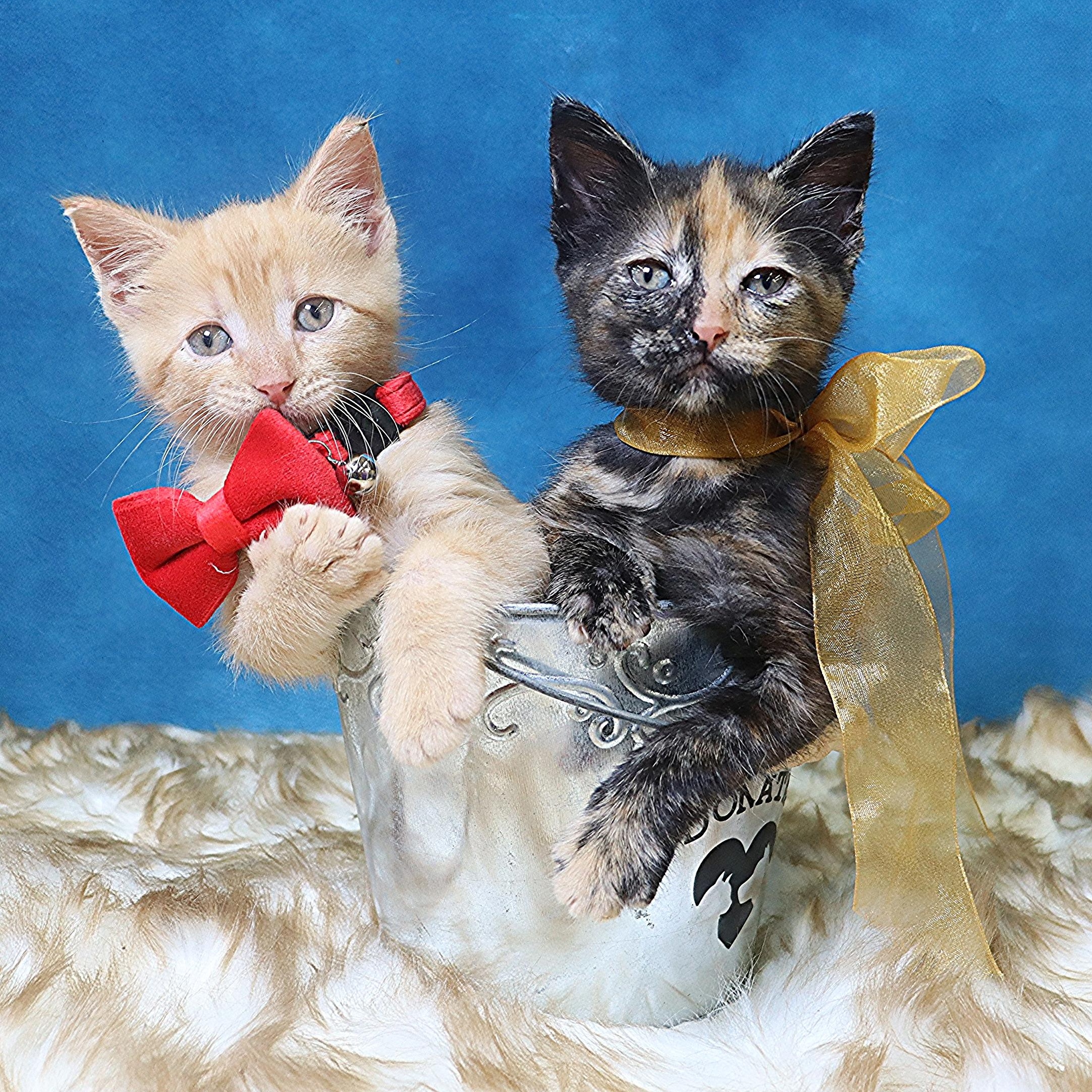 Sunny - Charming Cuddlebug 5