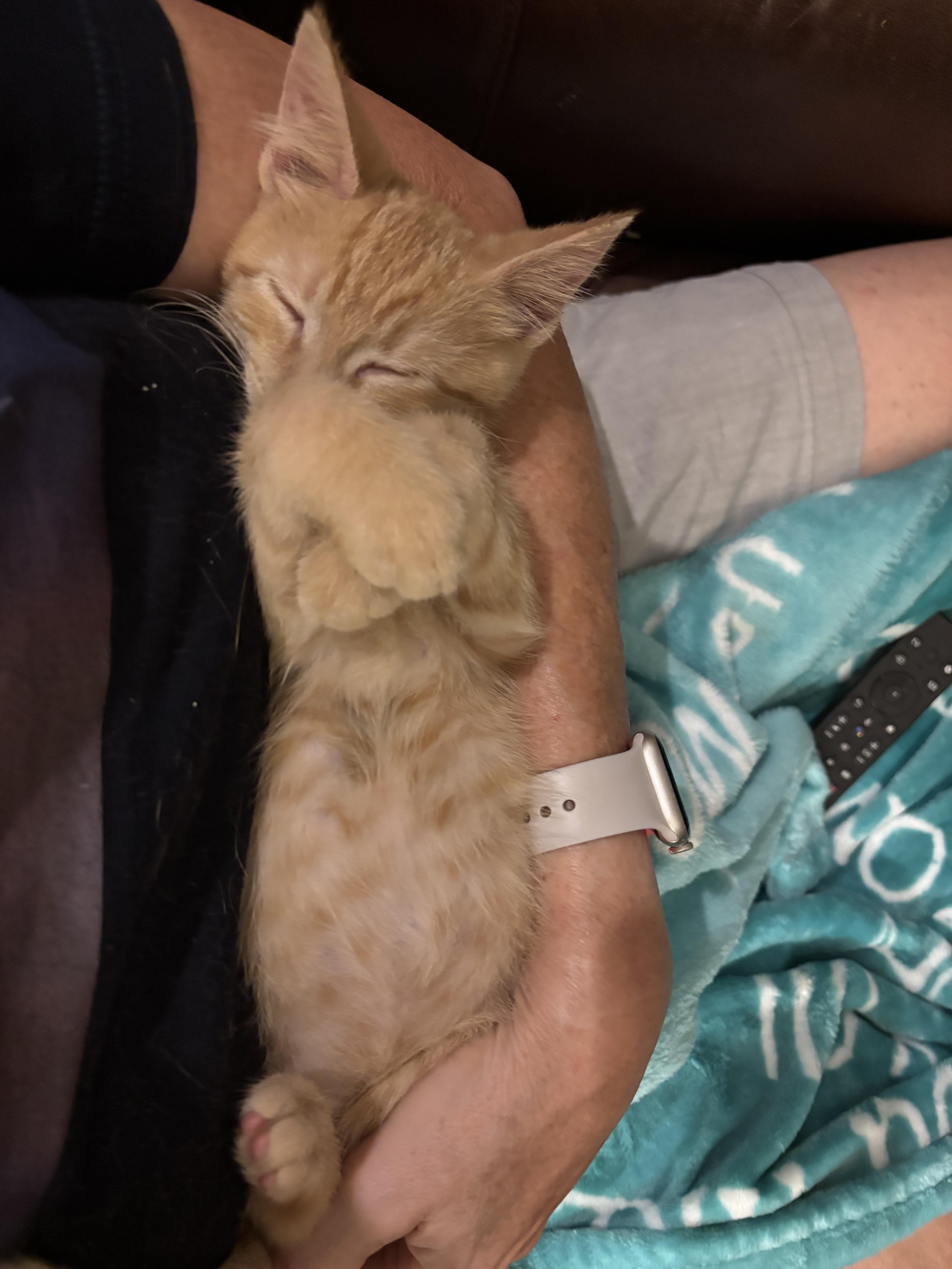 Sunny - Charming Cuddlebug 2