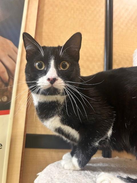 Enlarge Ivan, a Adoptable Domestic Short Hair in Rowlett, TX image 1/2