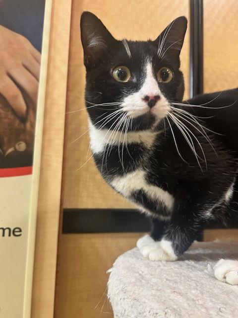 Enlarge Ivan, a Adoptable Domestic Short Hair in Rowlett, TX image 2/2