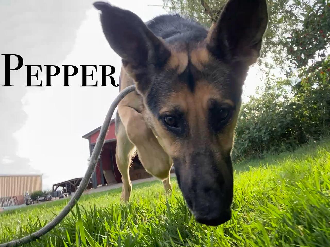 Pepper, an adoptable German Shepherd Dog in Craig, CO, 81625 | Photo Image 1