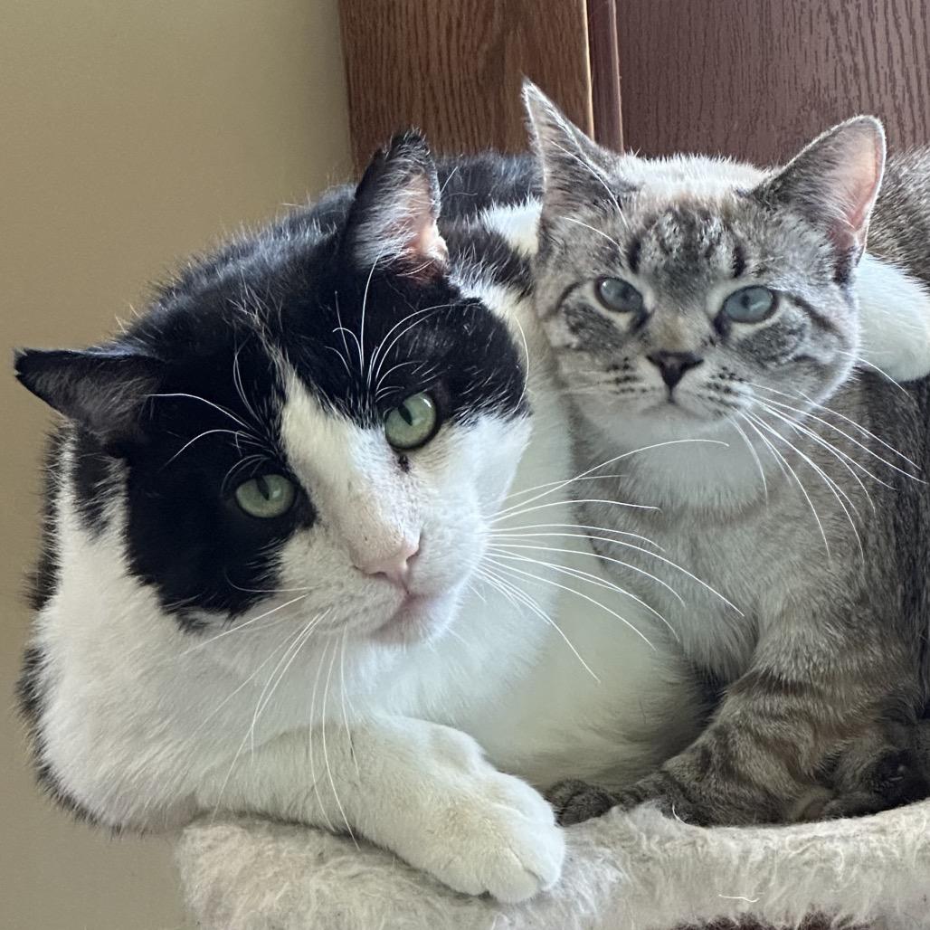 Potato, Adoptable, Senior Male Domestic Short Hair.