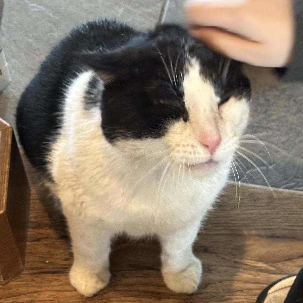 Potato, a Adoptable Domestic Short Hair in Grantsville, UT image 2/6