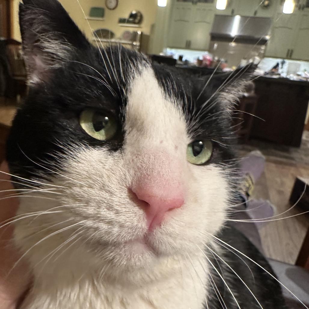 Potato, a Adoptable Domestic Short Hair in Grantsville, UT image 3/6