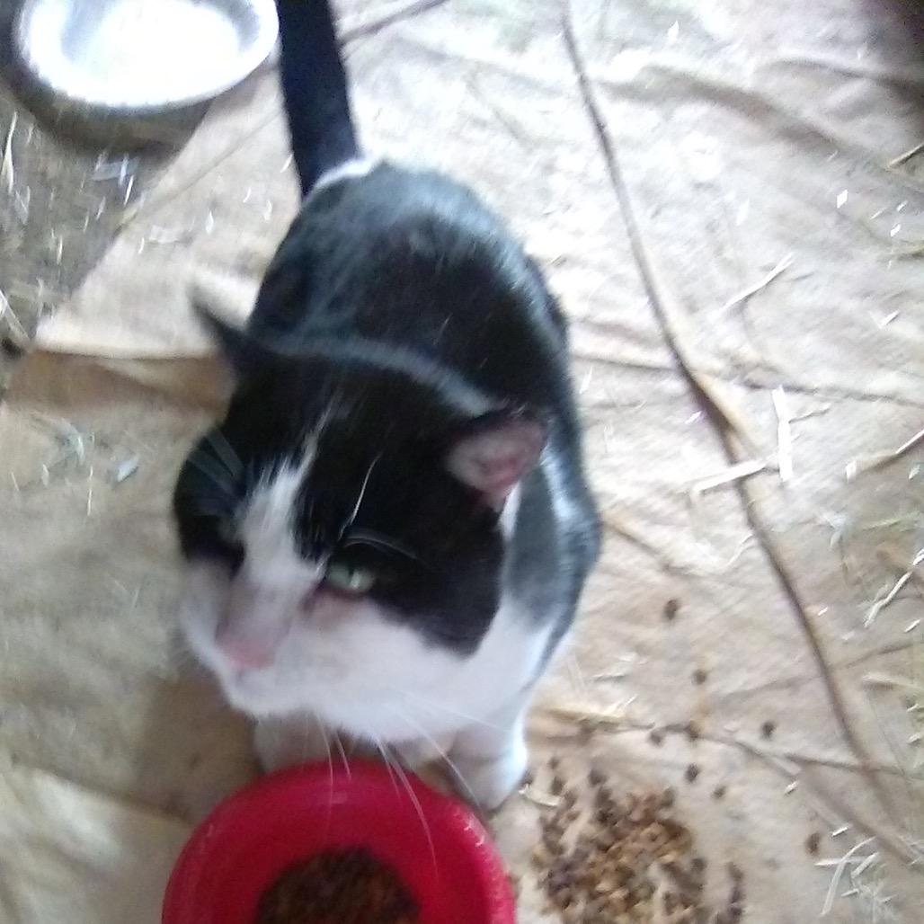 Potato, a Adoptable Domestic Short Hair in Grantsville, UT image 4/6