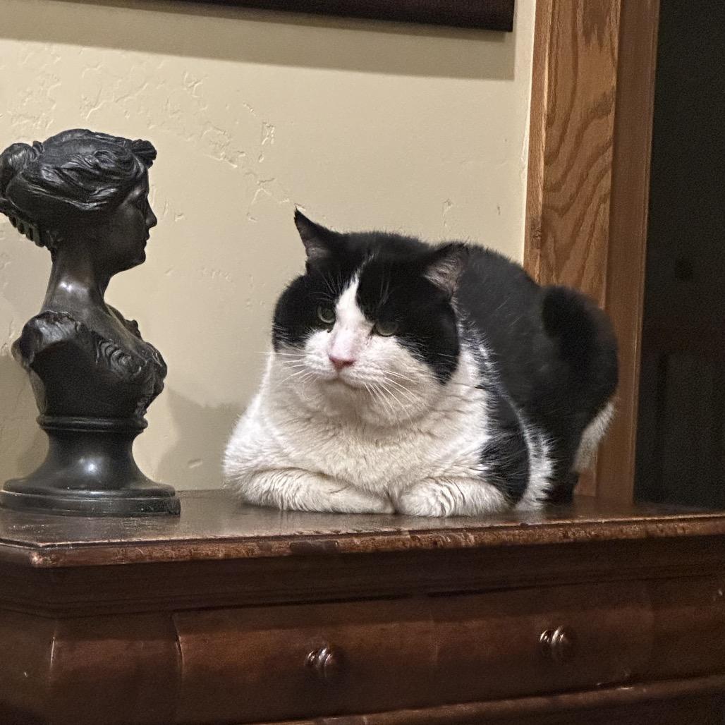 Potato, a Adoptable Domestic Short Hair in Grantsville, UT image 5/6