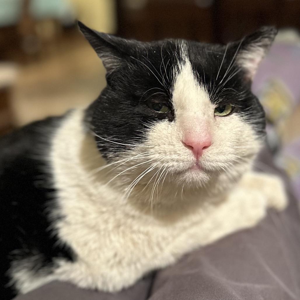 Potato, a Adoptable Domestic Short Hair in Grantsville, UT image 6/6