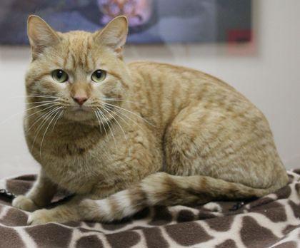 Ron Weasley, ADOPTABLE, Adult Male Domestic Short Hair.