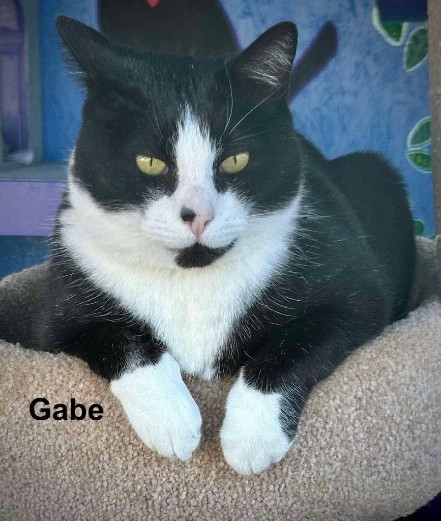 Enlarge Gabe, a Adoptable Turkish Van in Saint George, UT image 2/3