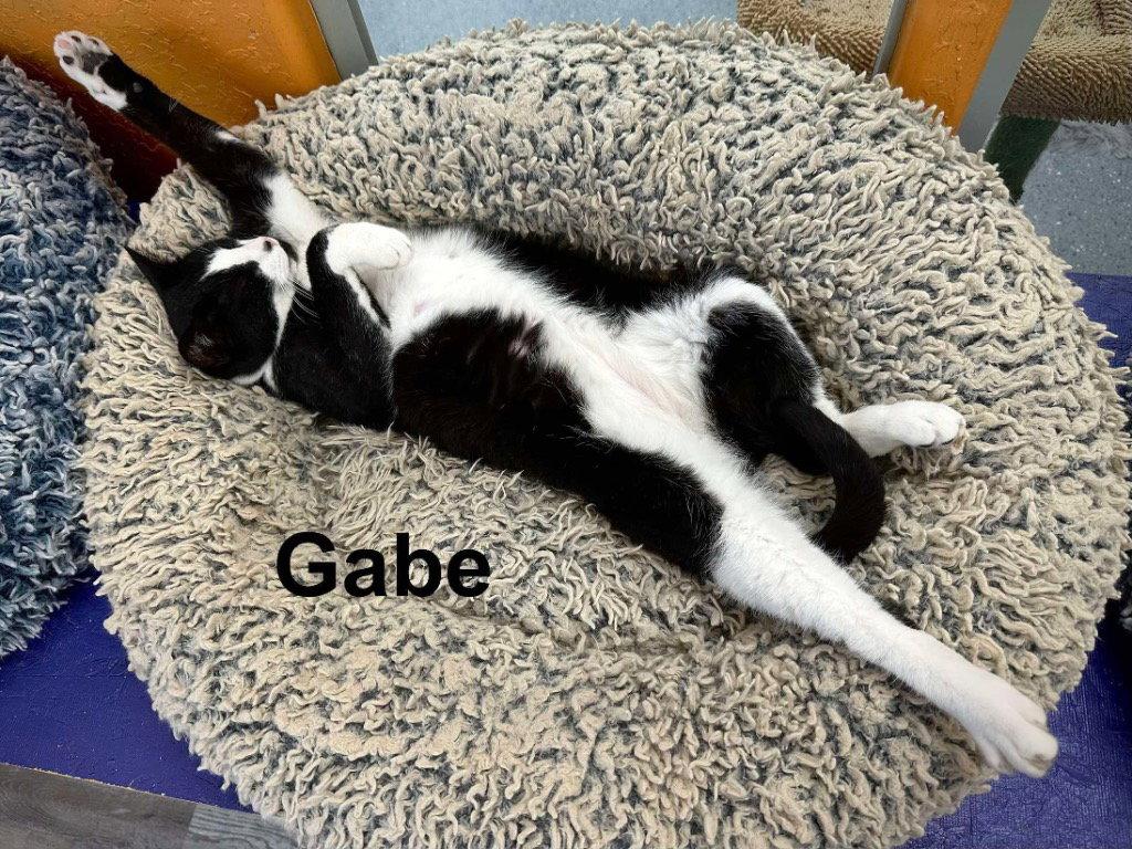 Enlarge Gabe, a Adoptable Turkish Van in Saint George, UT image 3/3