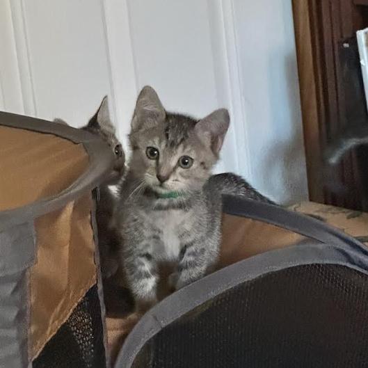 Munter, Adoptable, Kitten Male Domestic Short Hair.