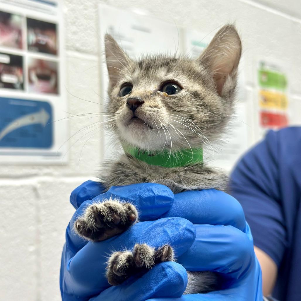 Munter, a Adoptable Domestic Short Hair in Incline Village, NV image 2/2