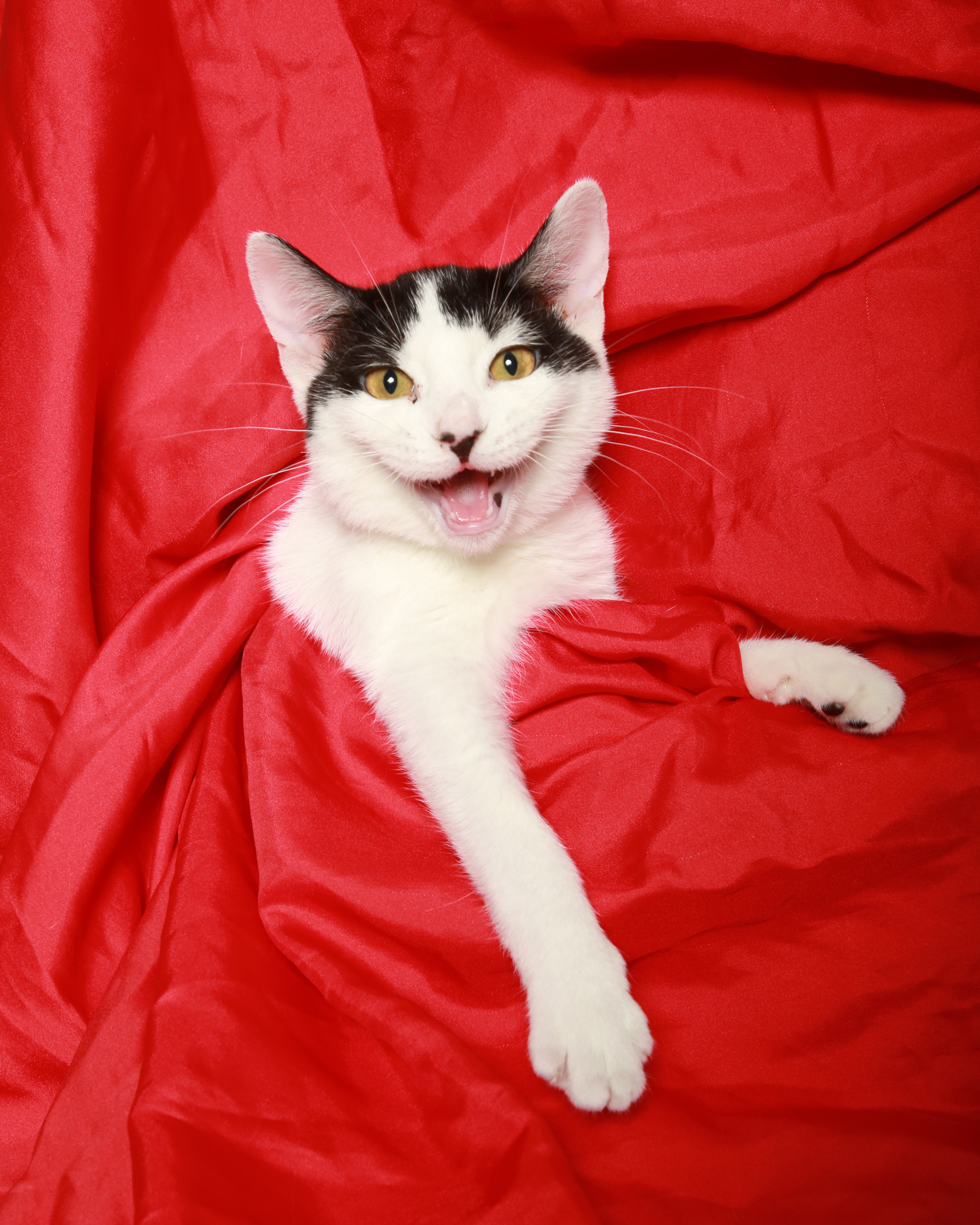 Velcro, a Adoptable Domestic Short Hair image 1/2