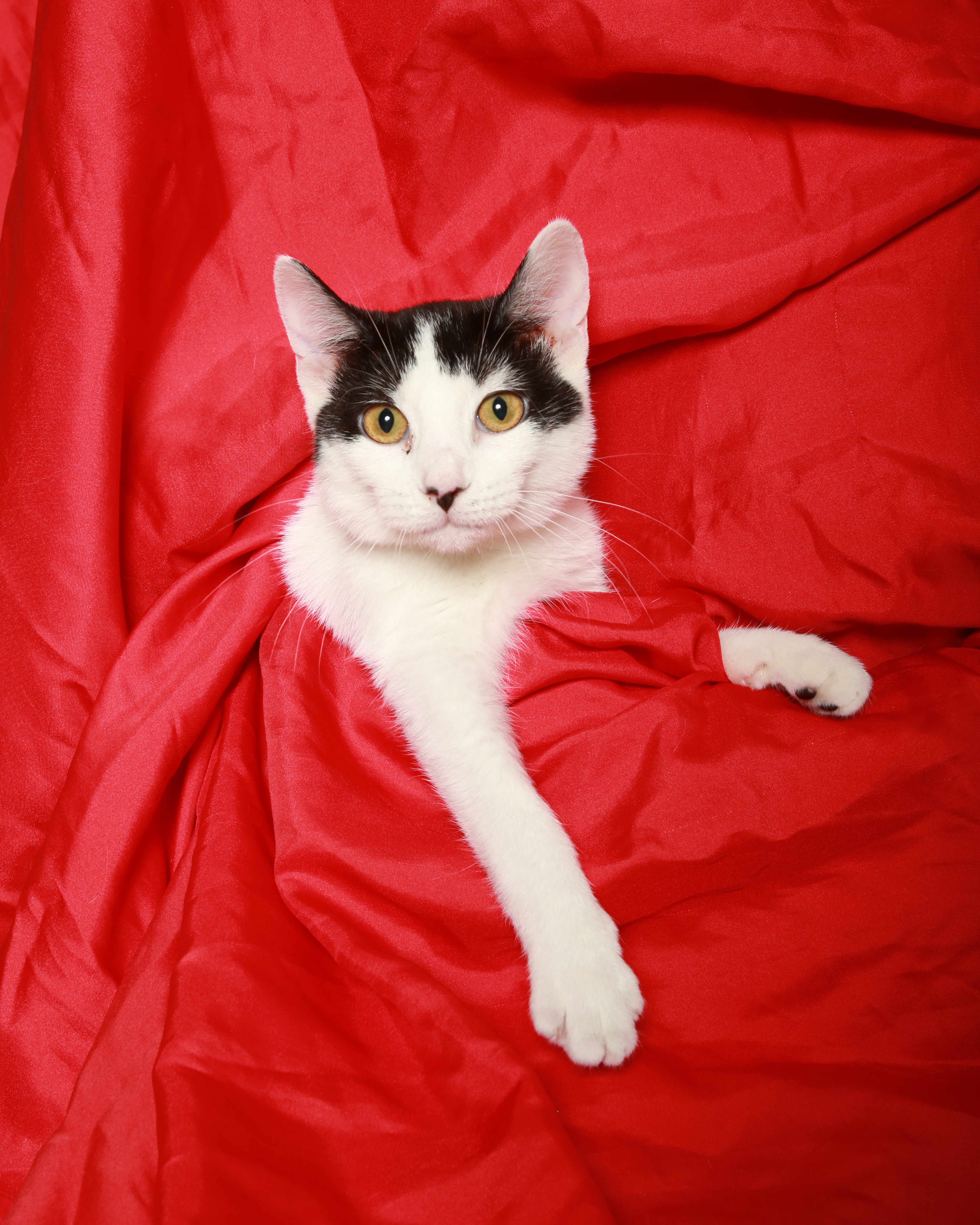 Velcro, a Adoptable Domestic Short Hair image 2/2