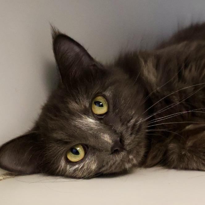 Air Fryer, Adoptable, Adult Female Domestic Medium Hair.