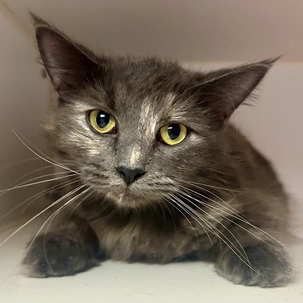 Enlarge Air Fryer, a Adoptable Domestic Medium Hair in St Joseph, MO image 2/2
