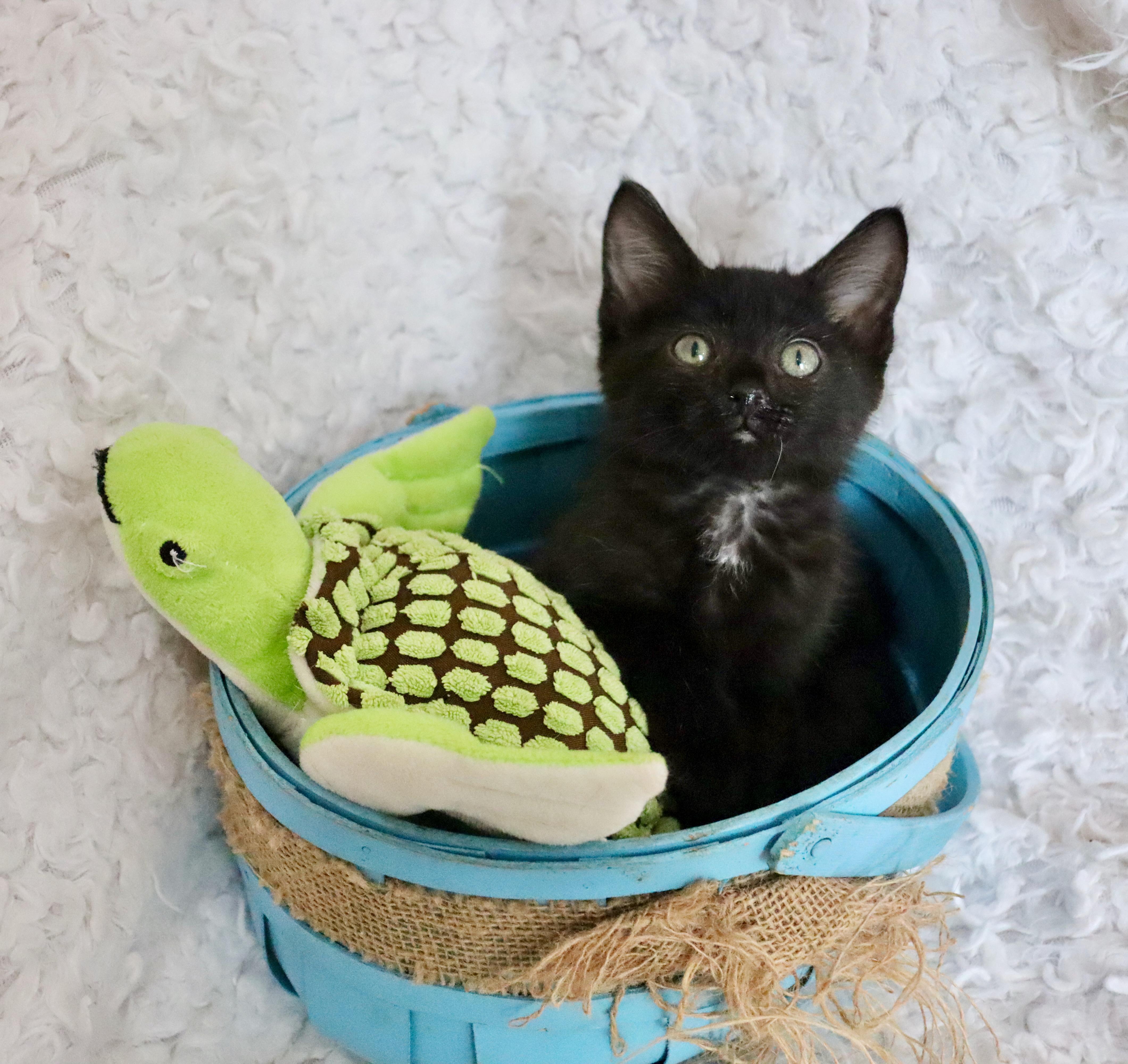 Enlarge Charlie, an adopted mixed breed in Saint Augustine, FL image 2/5