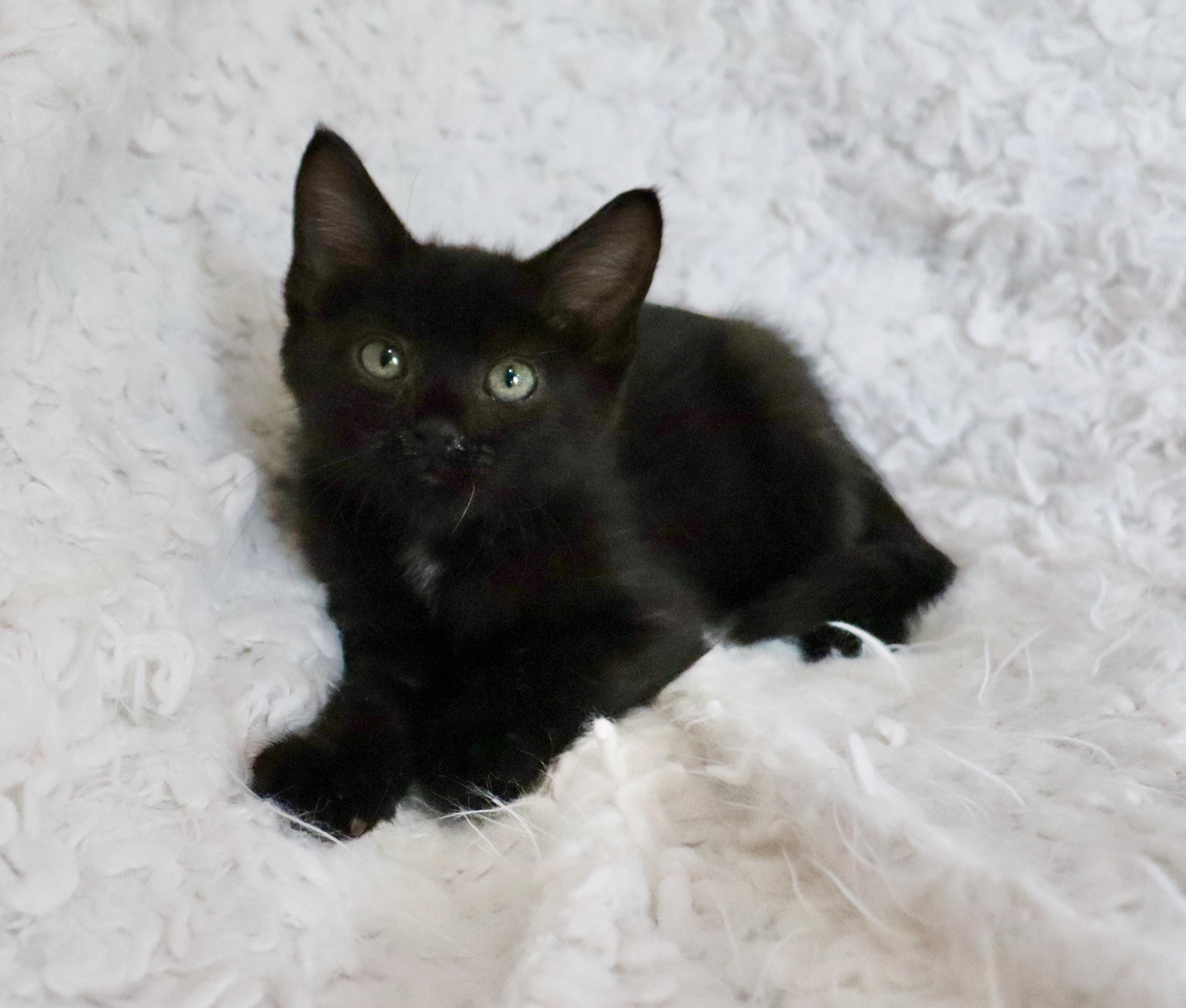 Enlarge Charlie, an adopted mixed breed in Saint Augustine, FL image 5/5