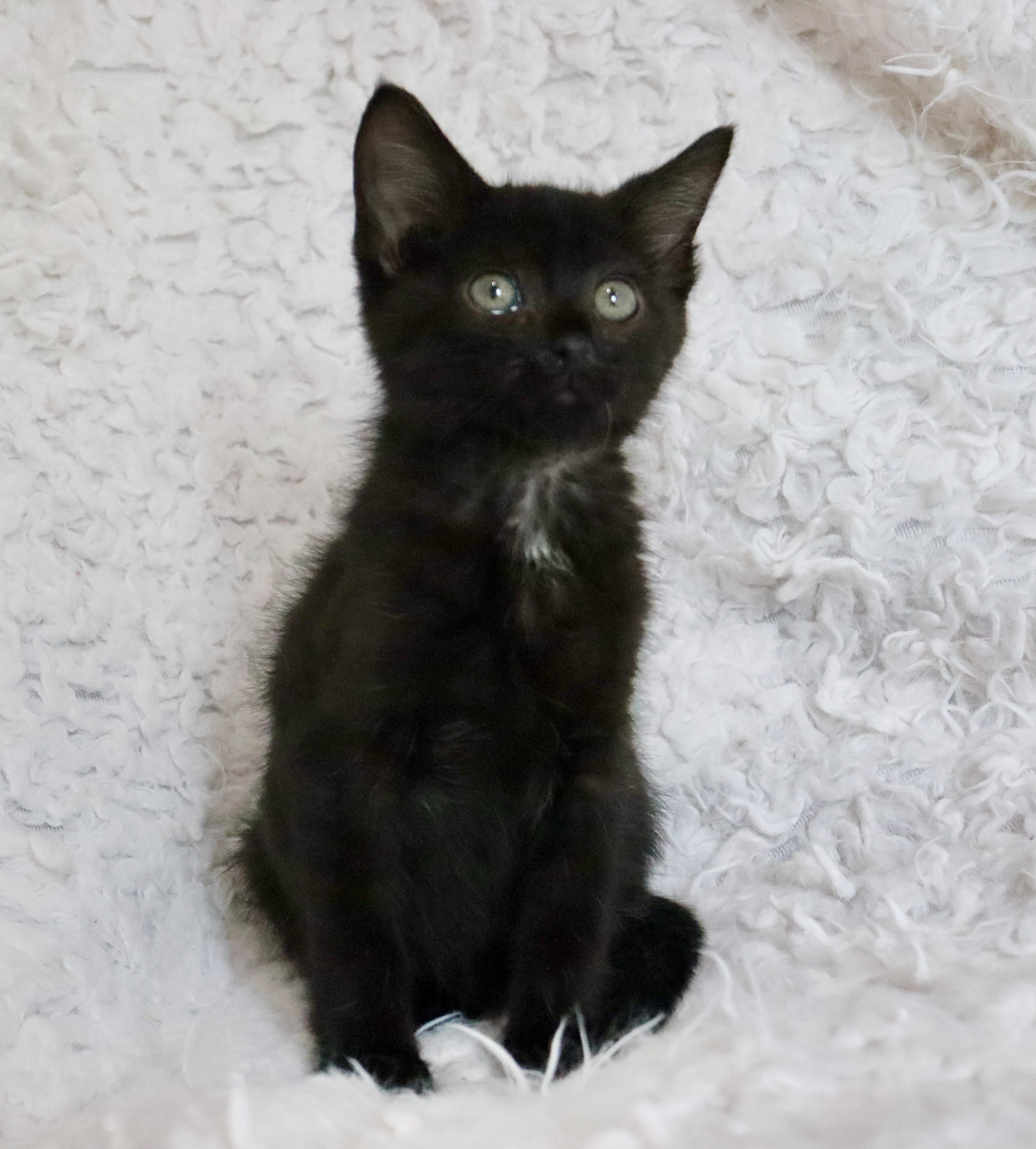 Enlarge Charlie, an adopted mixed breed in Saint Augustine, FL image 3/5