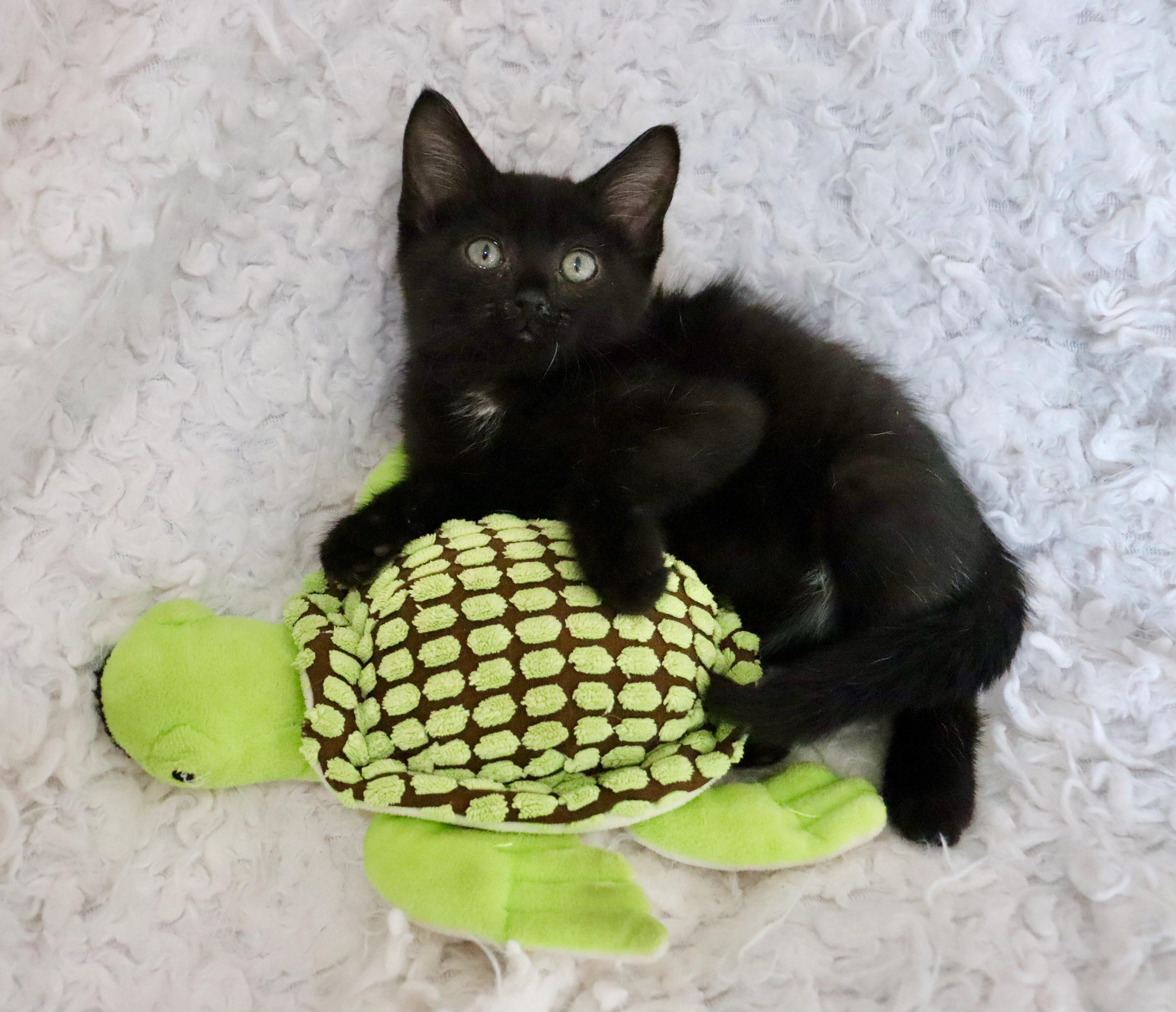 Charlie, adopted, Kitten Male Bombay.