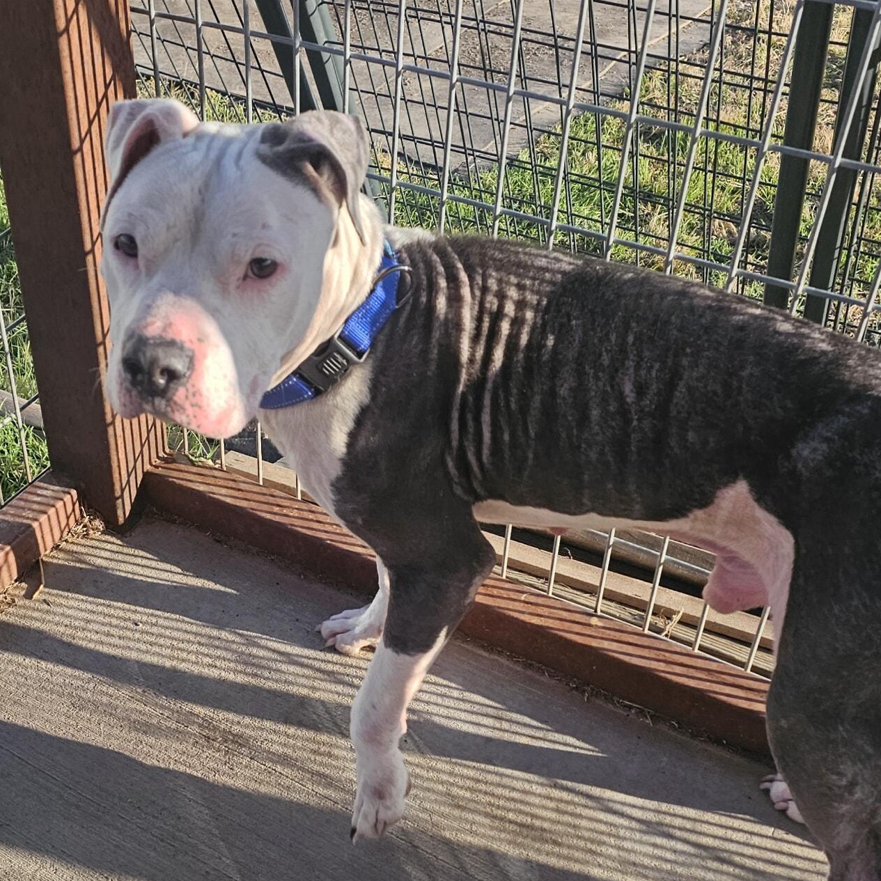 Rio, a Adoptable mixed breed in PLAINFIELD, CT image 2/3