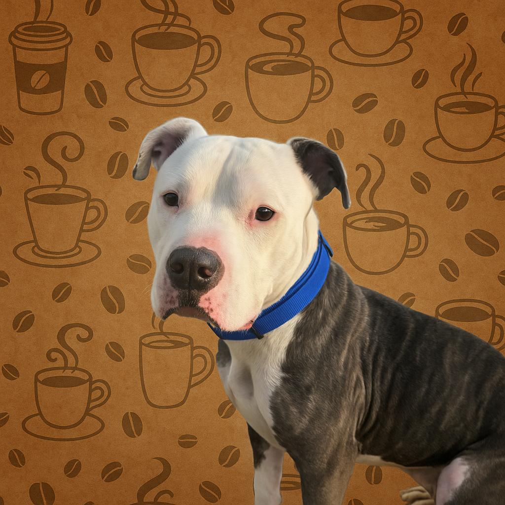 Rio, a Adoptable mixed breed in PLAINFIELD, CT image 3/3