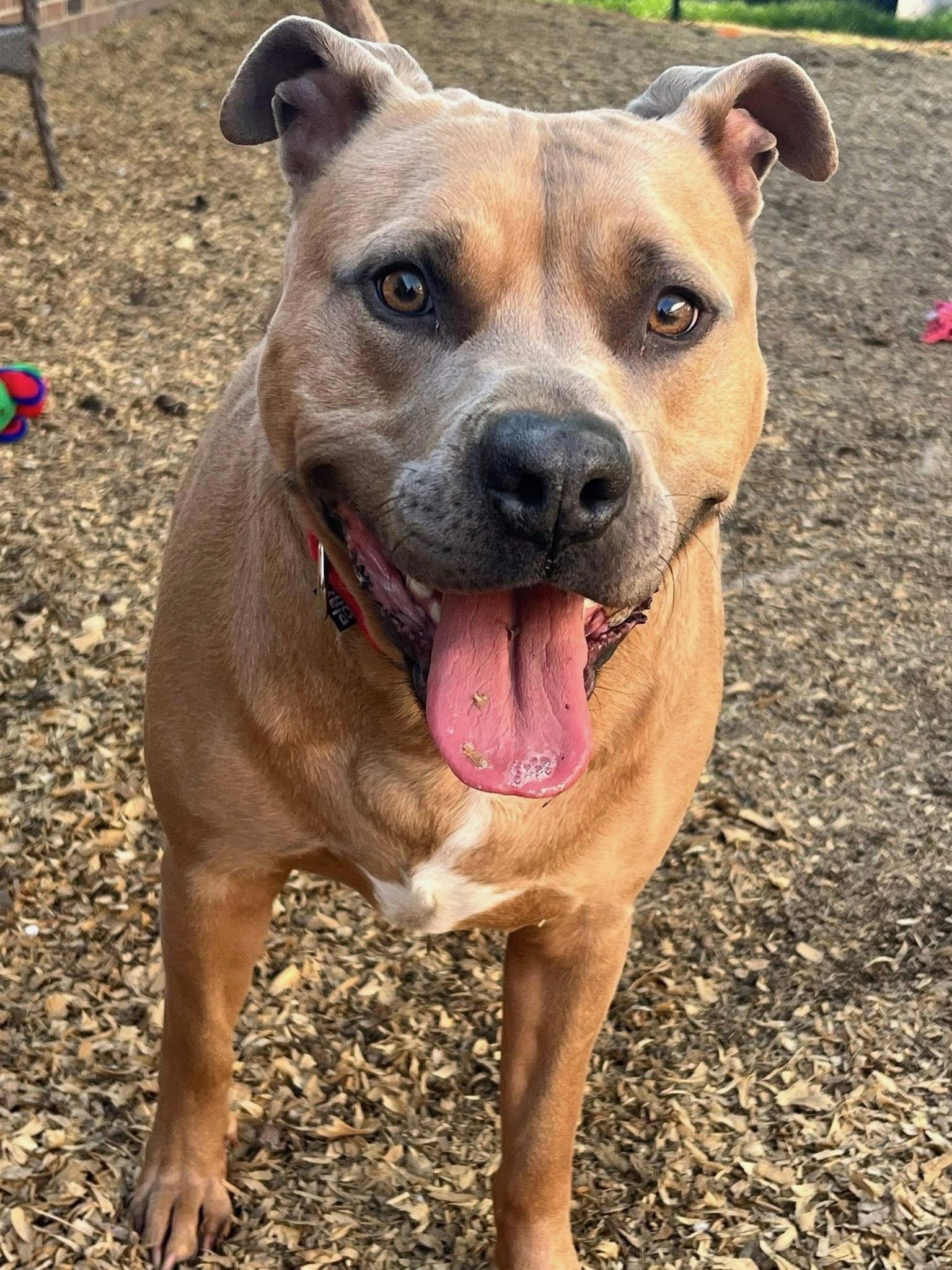 Enlarge Roscoe, a Adoptable mixed breed in Lima, OH image 1/1