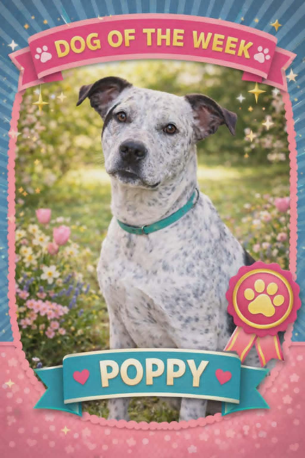 Poppy, Adoptable, Young Female Australian Cattle Dog / Blue Heeler & American Staffordshire Terrier.