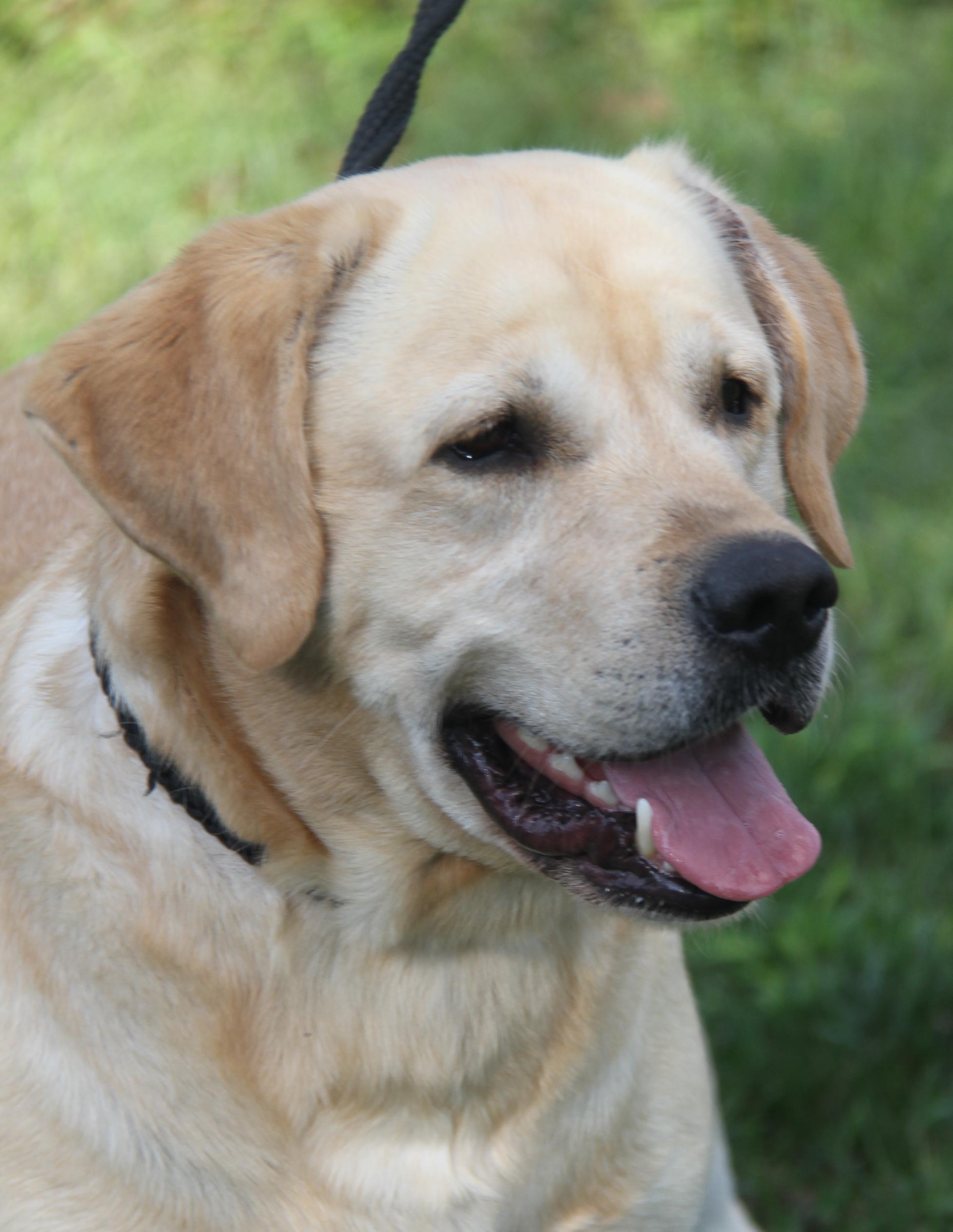 Arlo (Neutered) (Photos 9/28/2025) (Bonded Pair w/Steven)