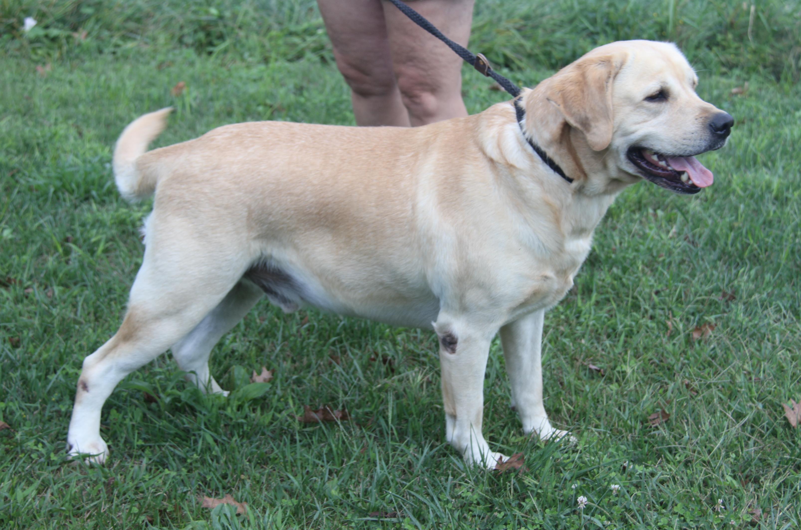 Arlo (Neutered) (Photos 9/28/2025) (Bonded Pair w/Steven)