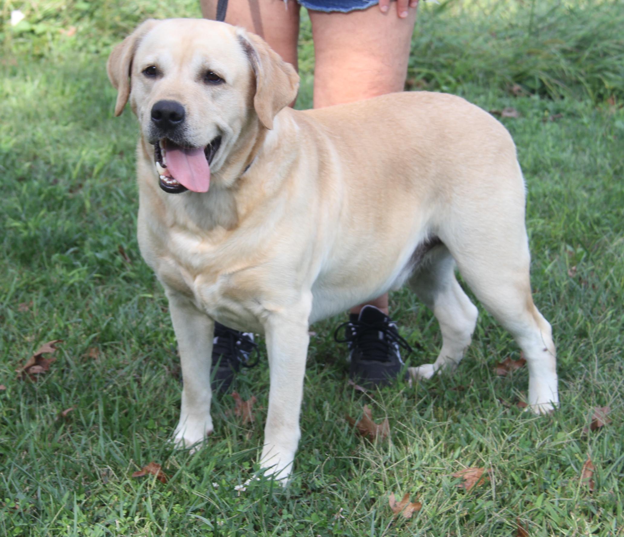 Arlo (Neutered) (Photos 9/28/2025) (Bonded Pair w/Steven)